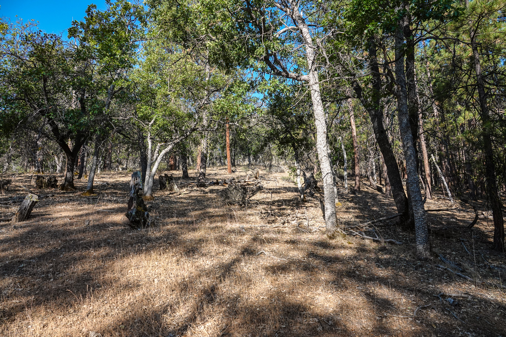 East Road Ragland Gulch Acreage