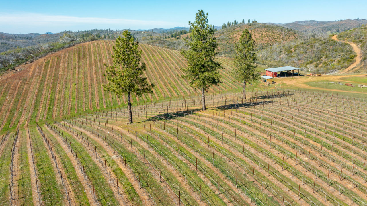 Tailem Bend Ranch and Vineyard