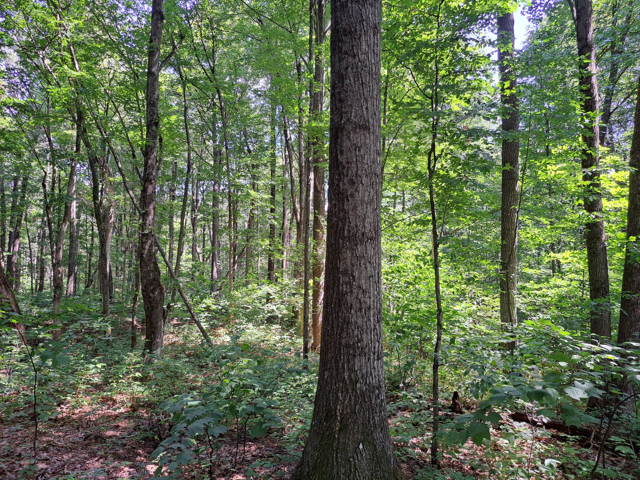 Listing Image 56
