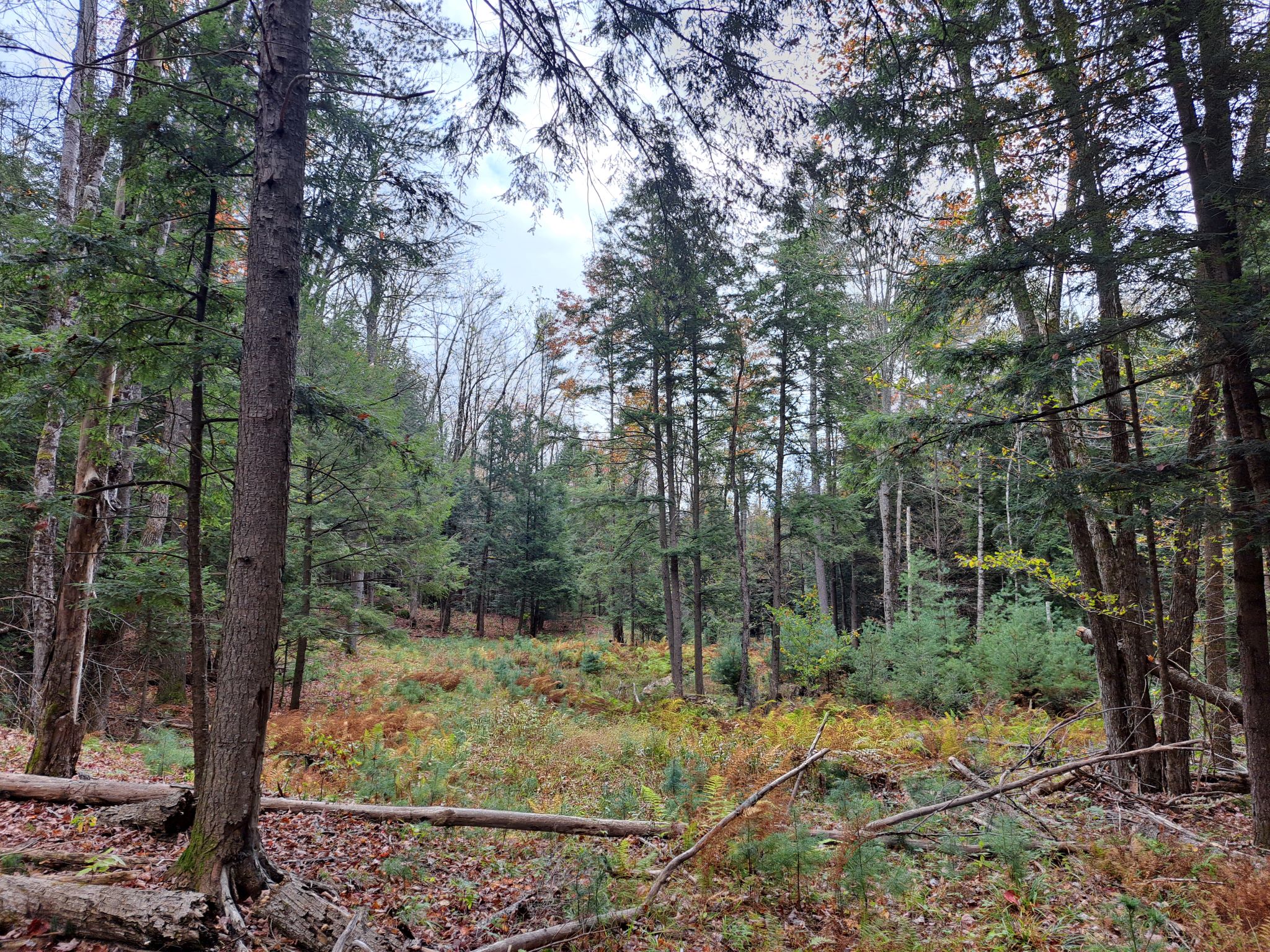 Hudson River Woods & Water