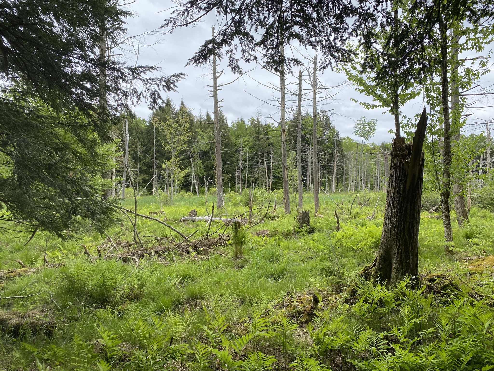 Little Salmon River Country