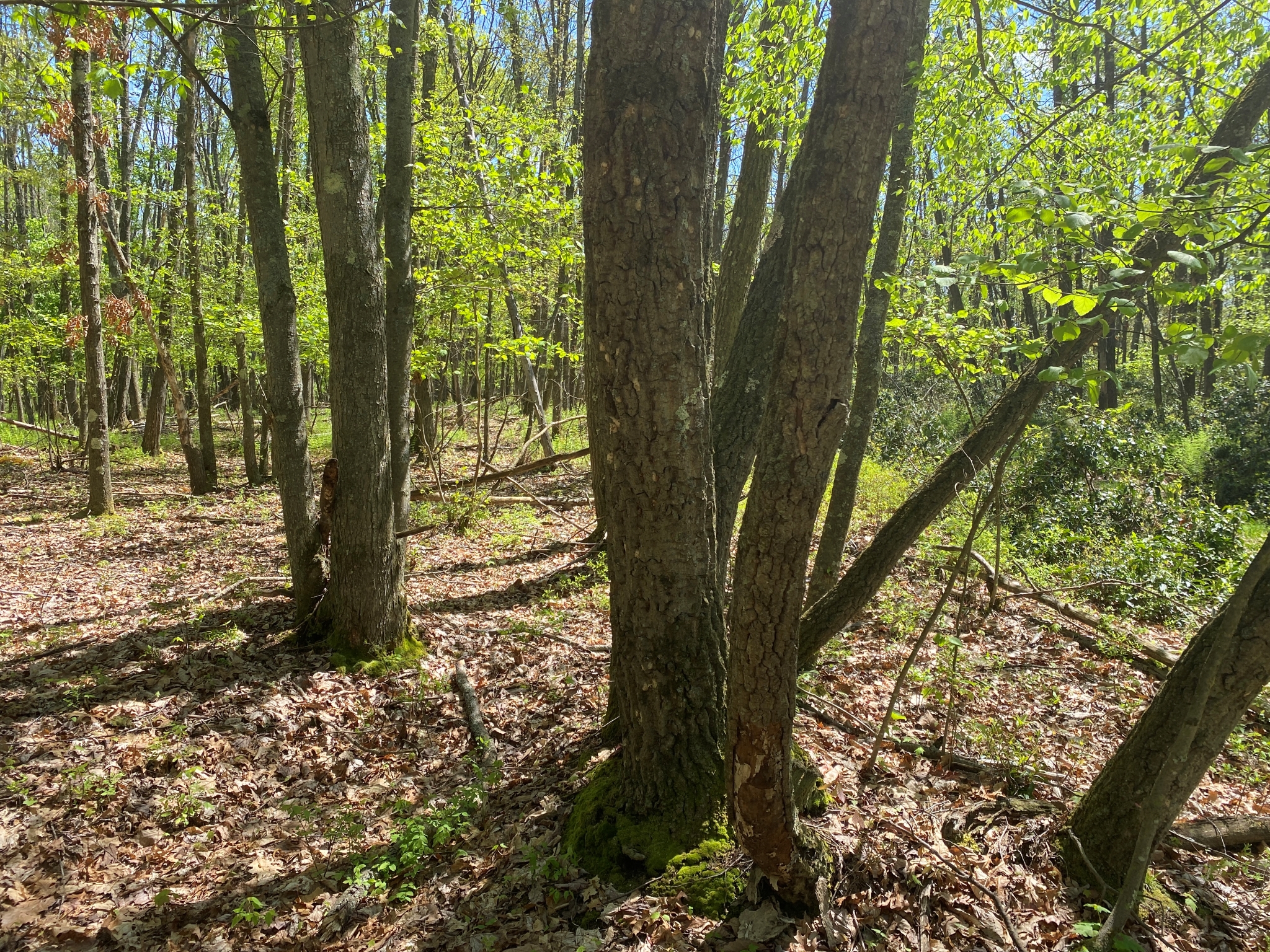 Listing Image 43