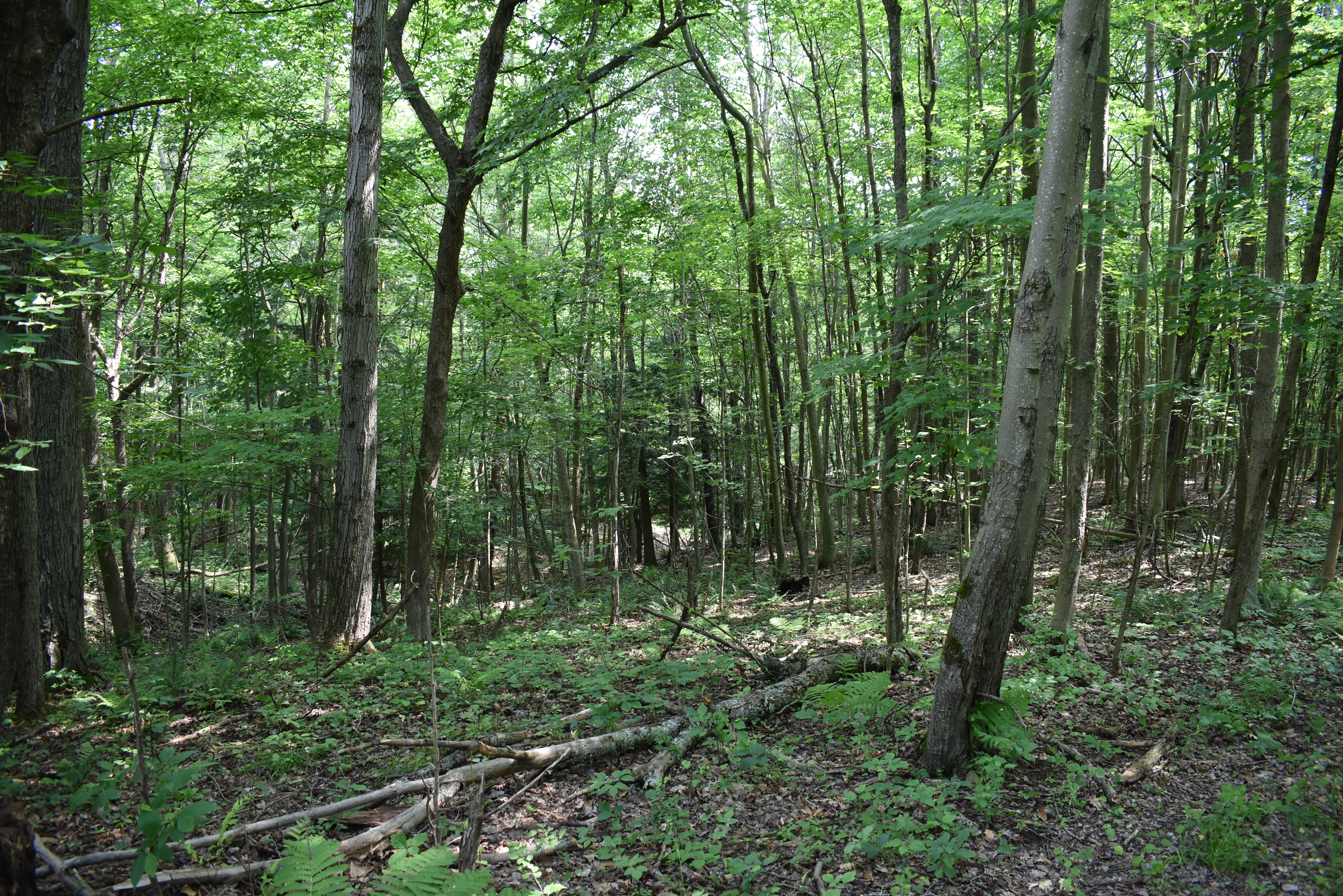 Listing Image 77