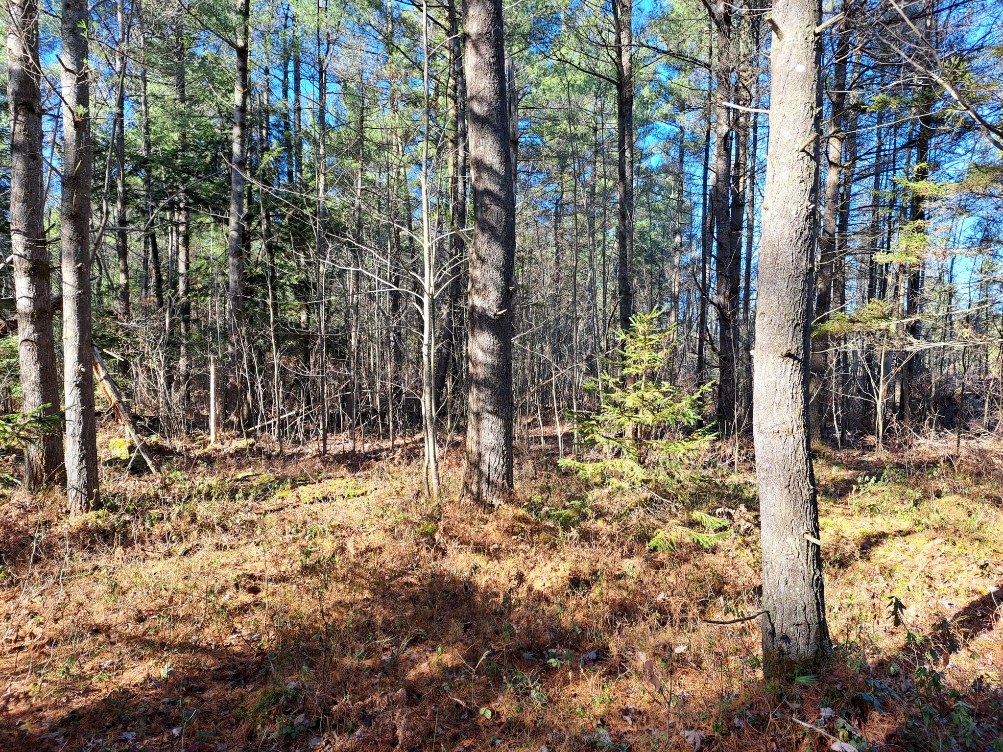 Listing Image 54