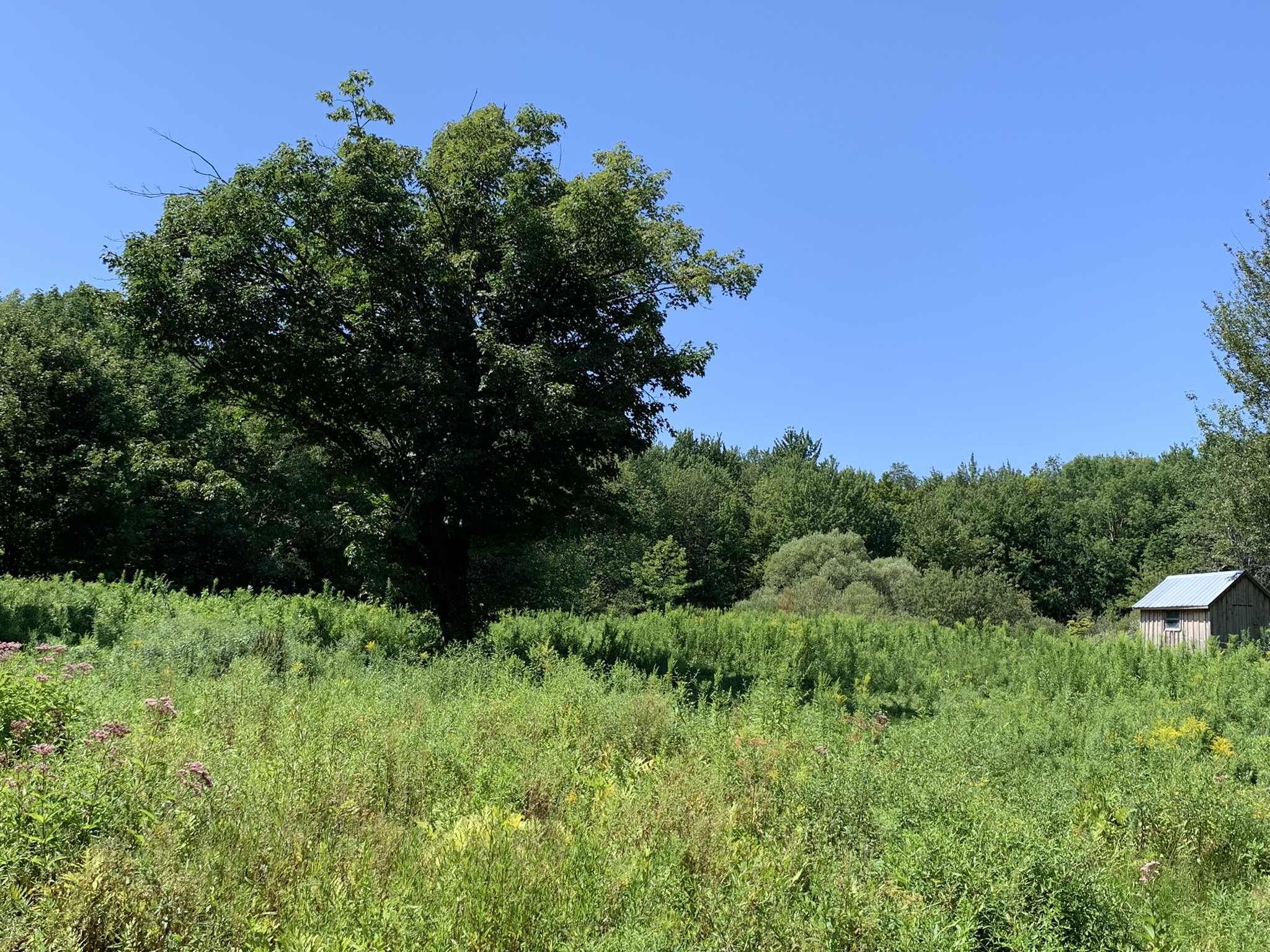 Lyman Brook Forest