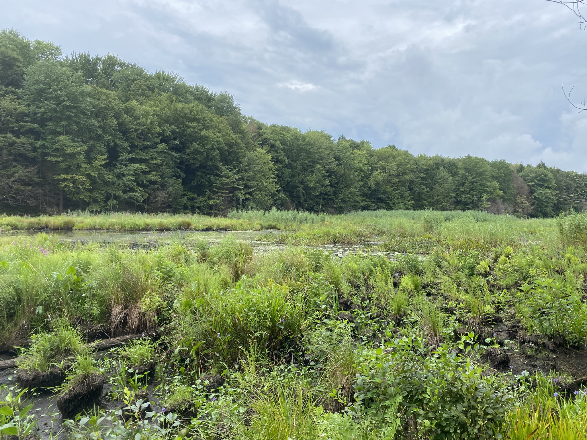Cabin on the Little River