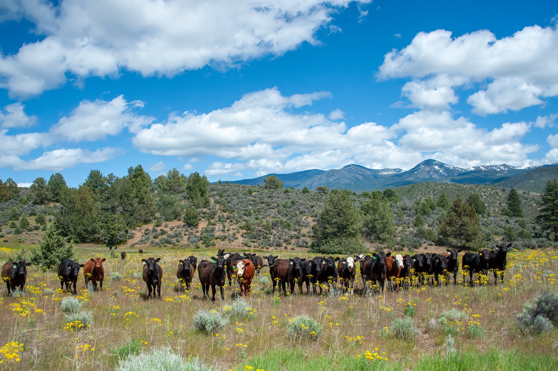 AP Ranch