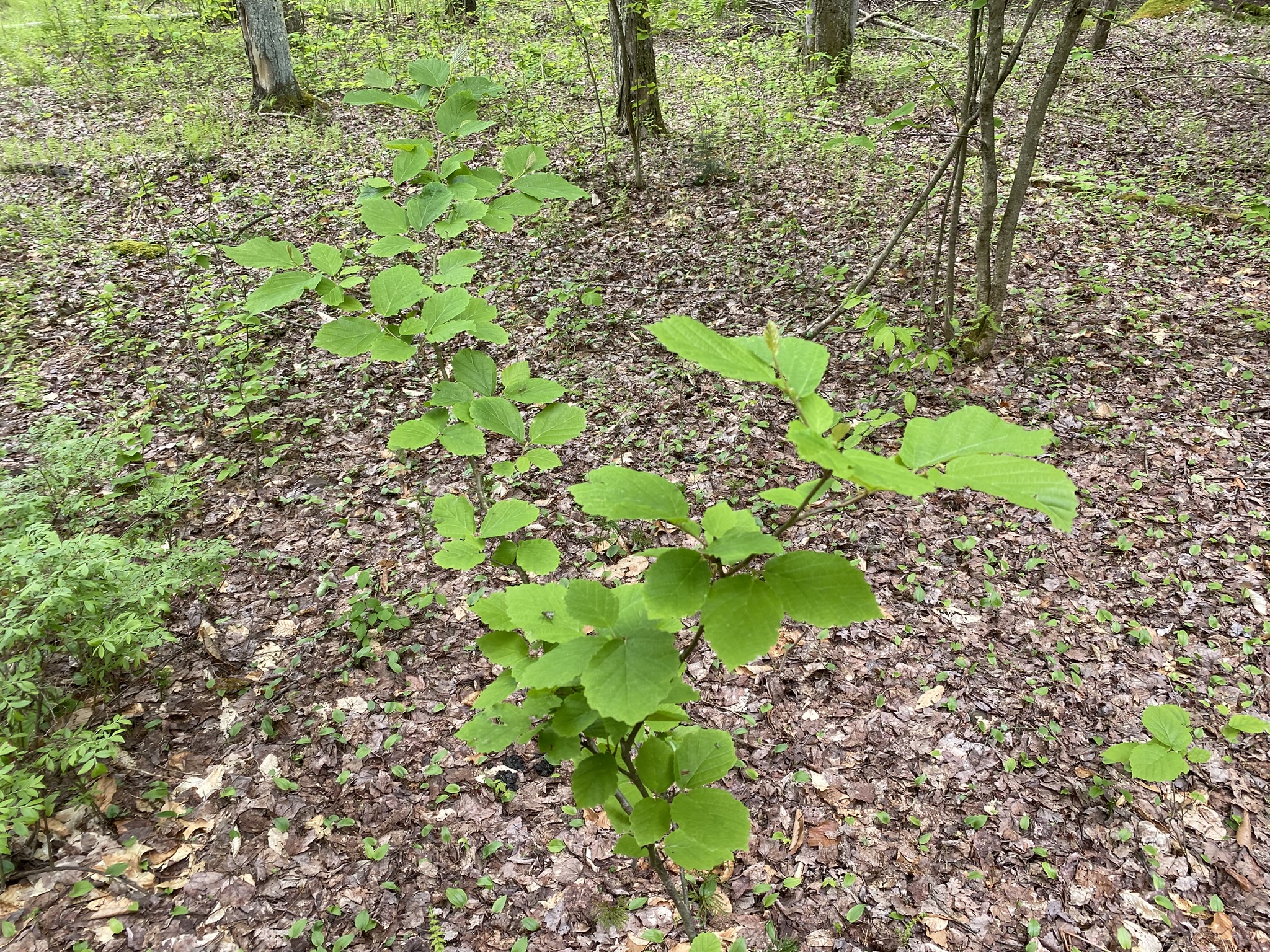 Little Salmon River Country