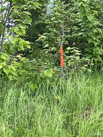 Heavily Wooded 120 Acres 50177652