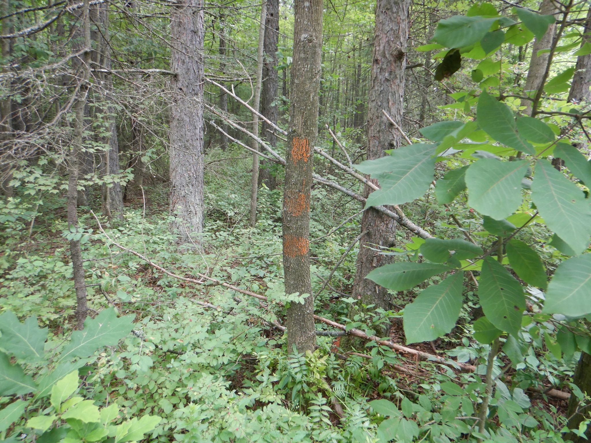 Listing Image 31