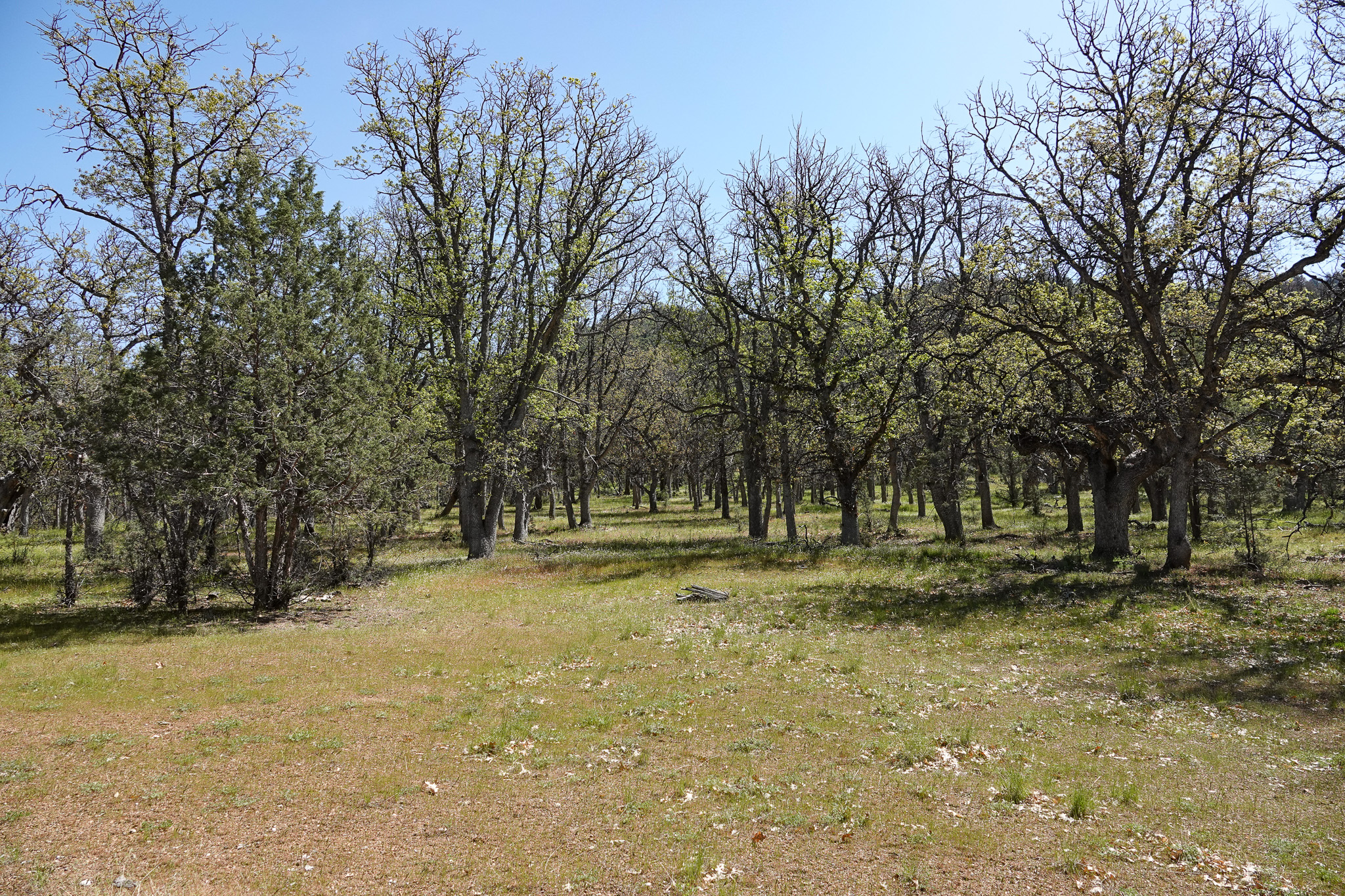 Scarface Acreage