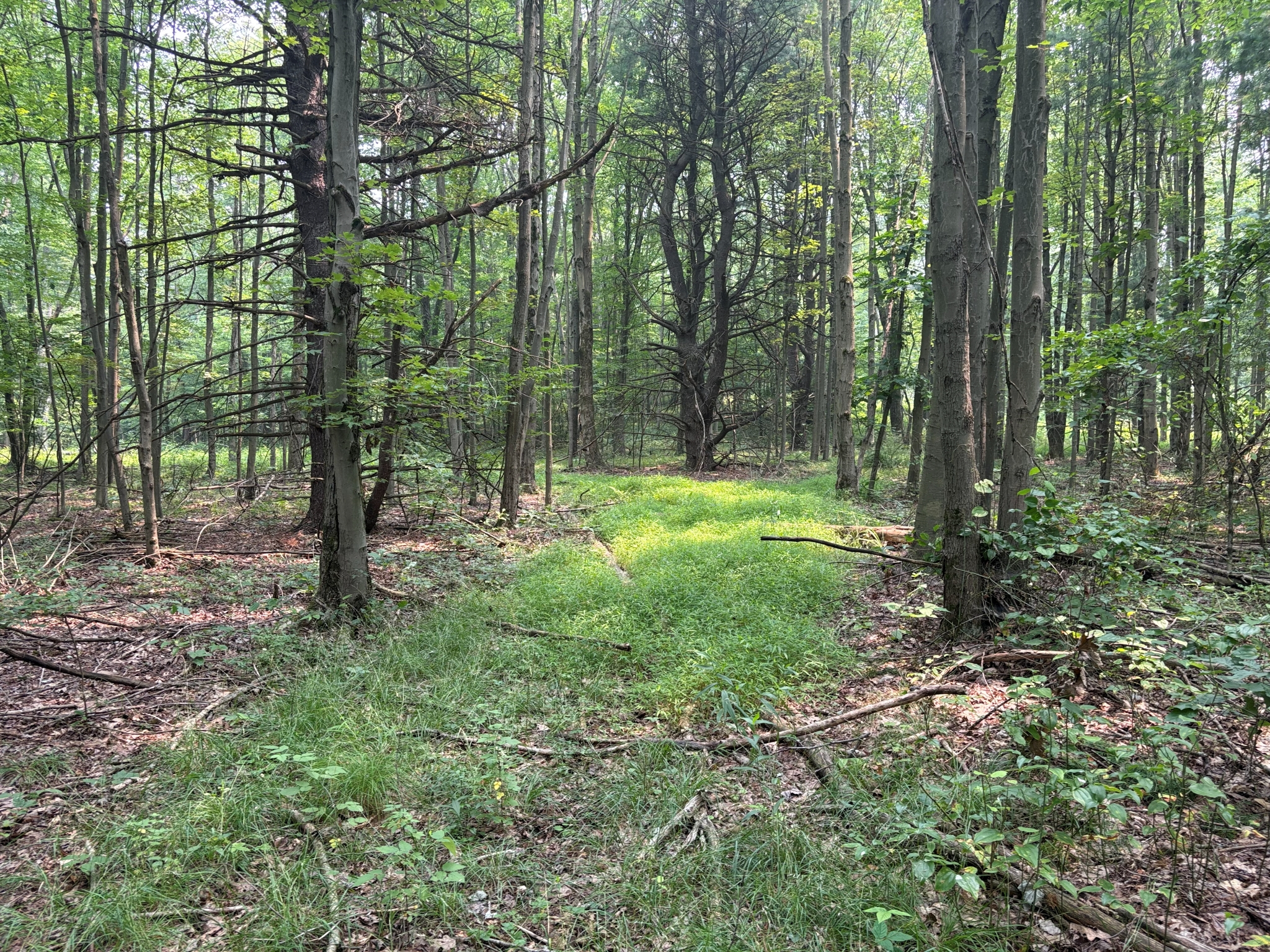 Listing Image 50