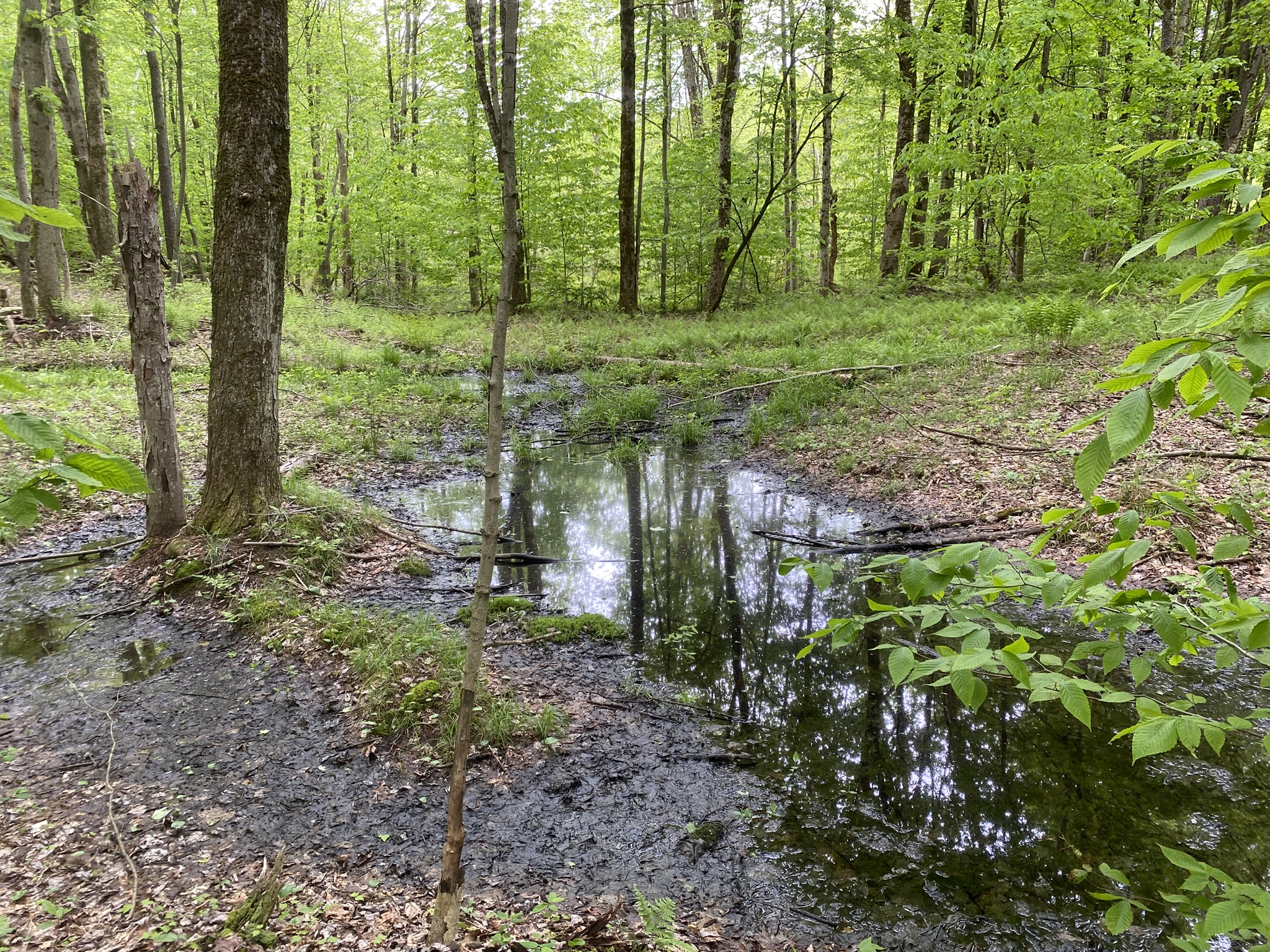 Little Salmon River Country