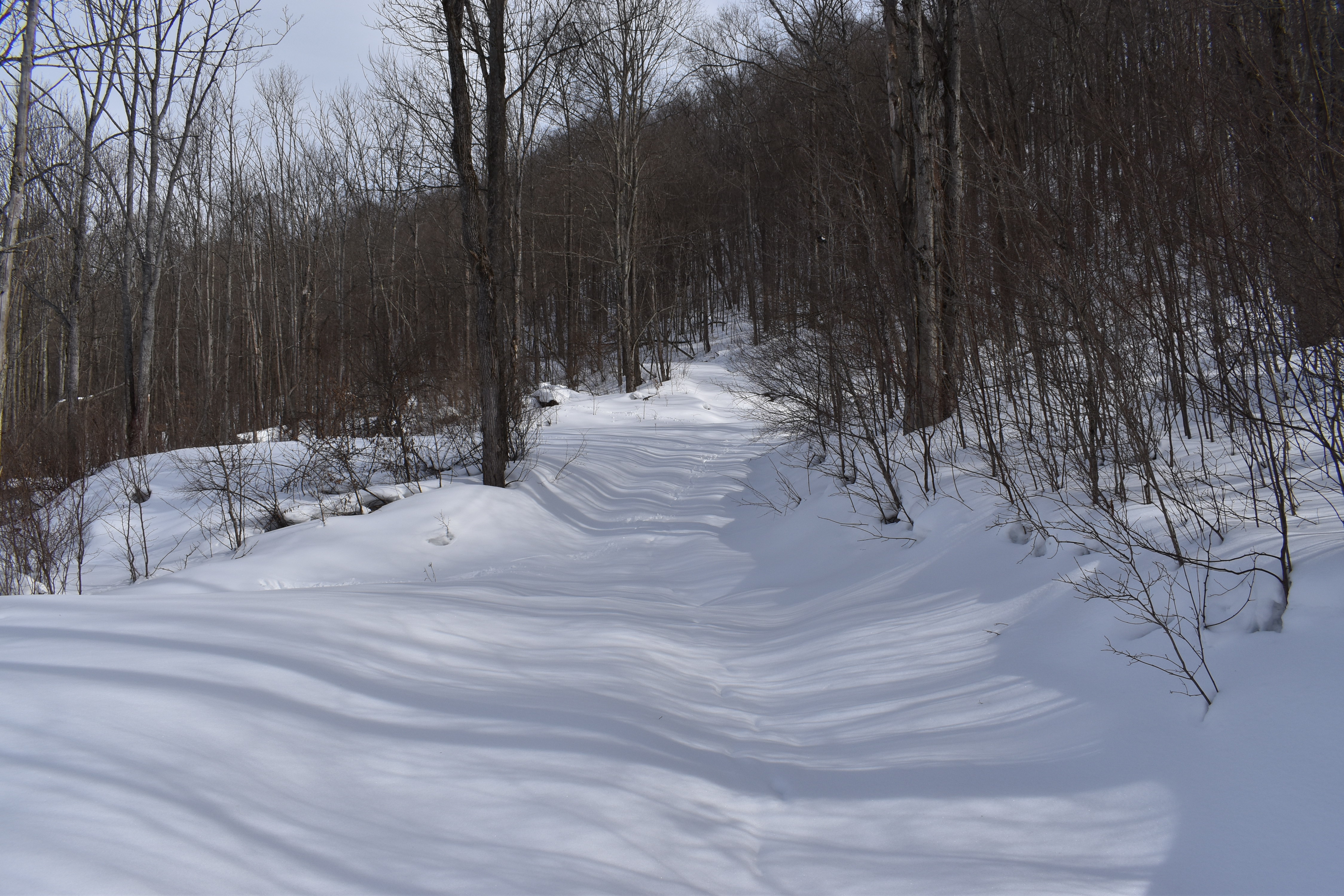 Morgan Hollow