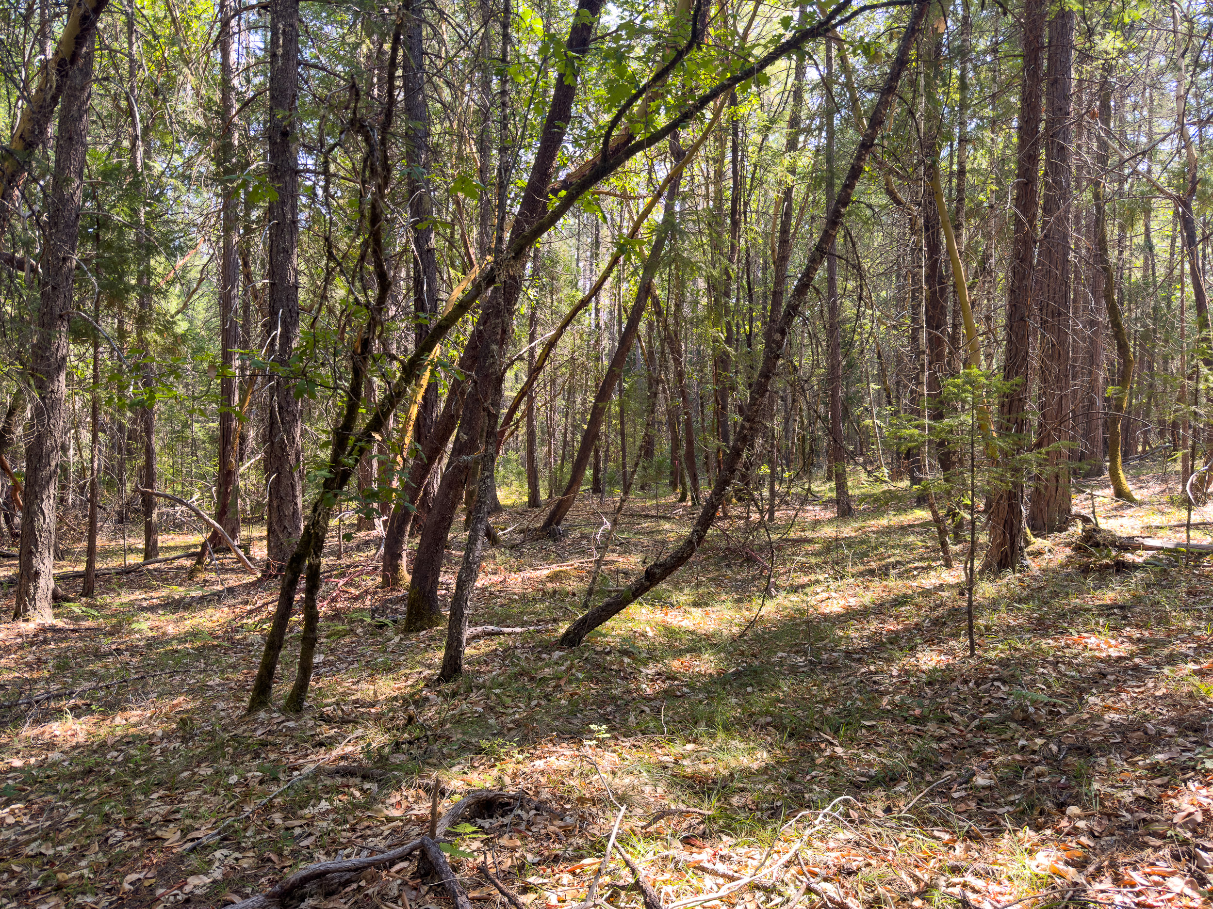 Pleasant Creek Road TL301