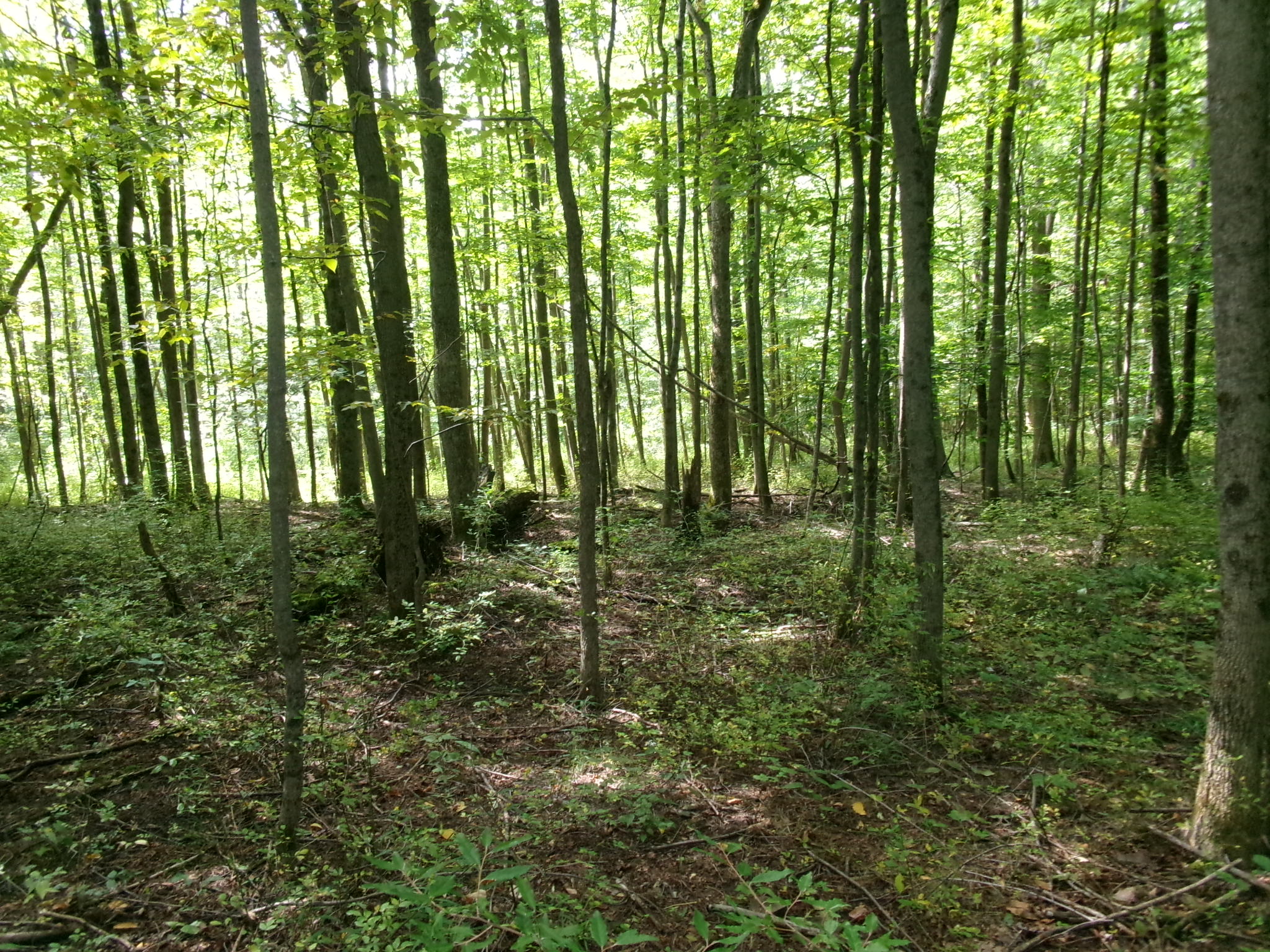 Listing Image 20