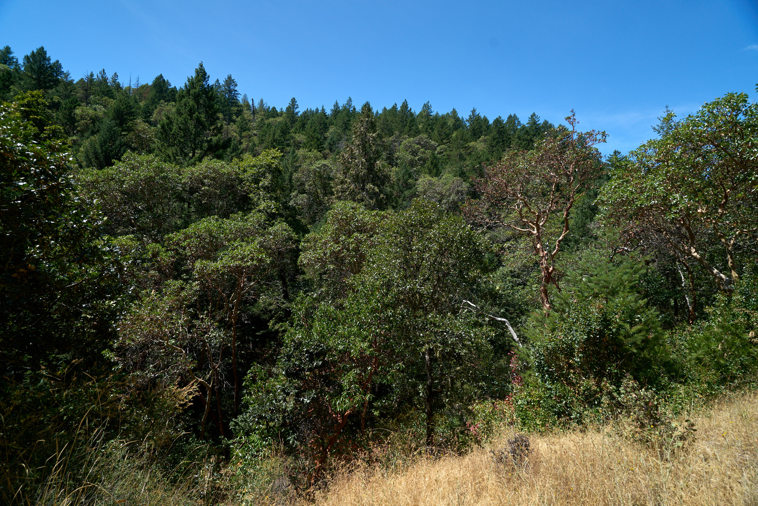 1140 Tomahawk Drive