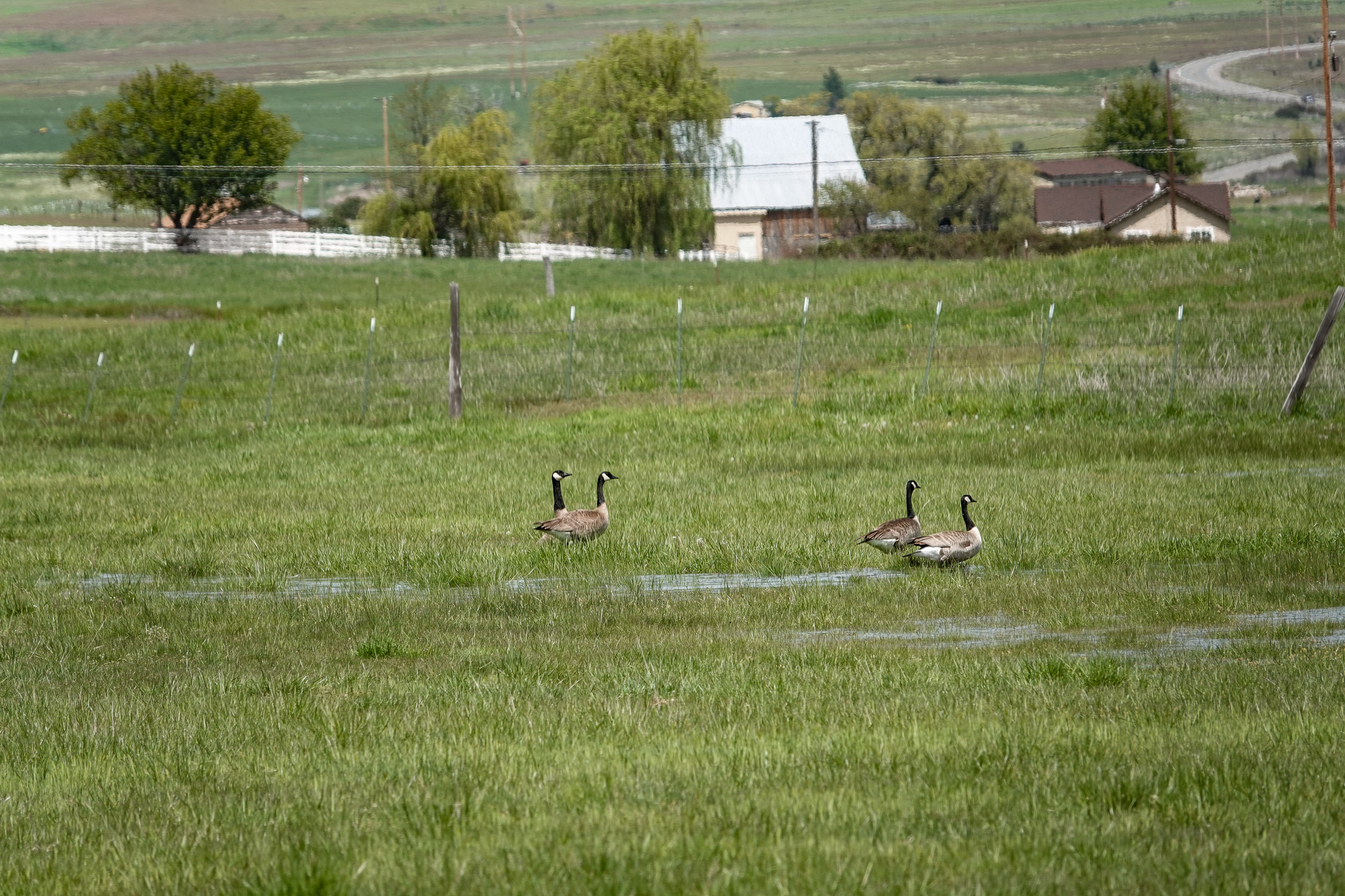Lorenzini Ranch