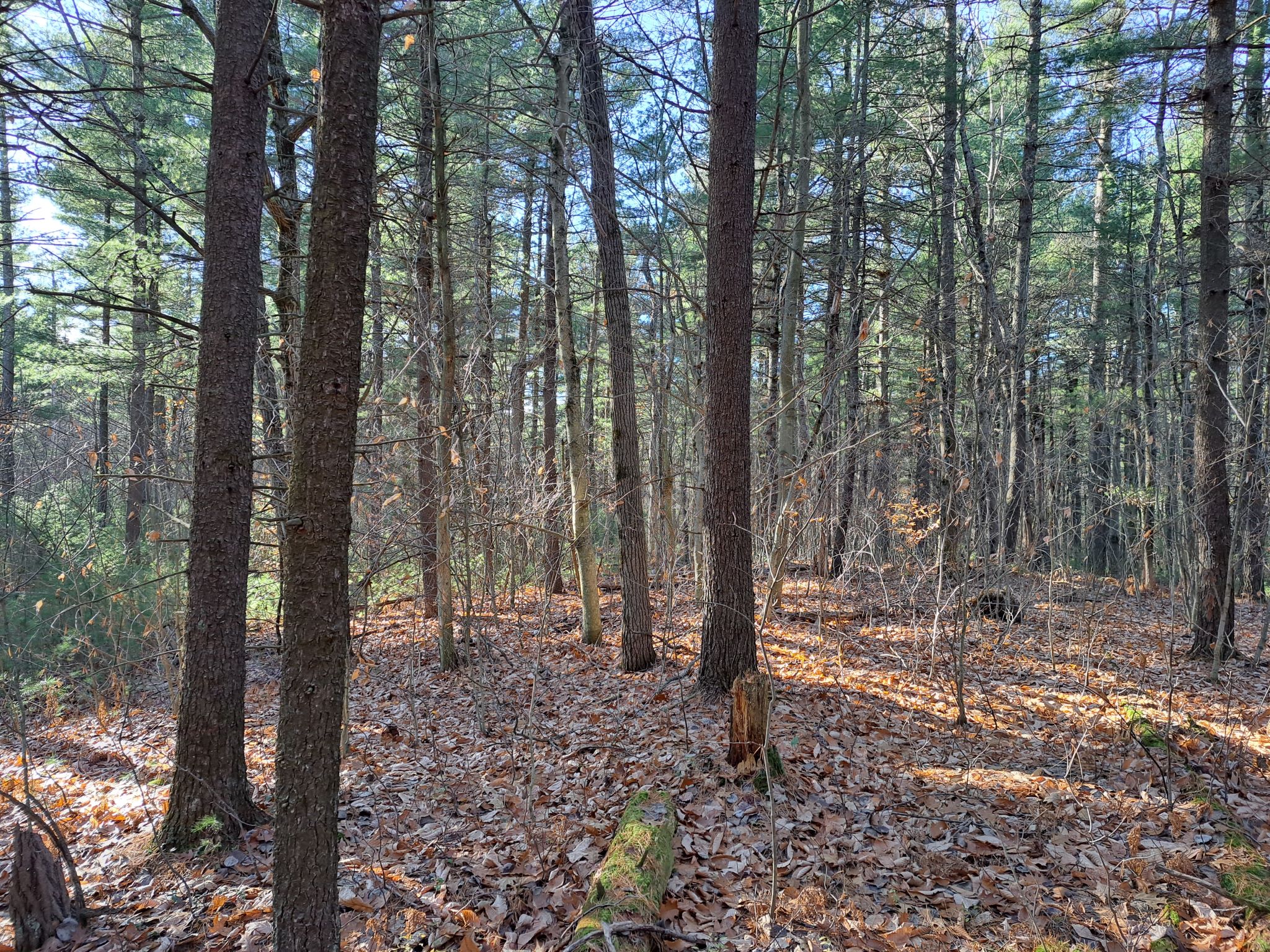 Listing Image 80