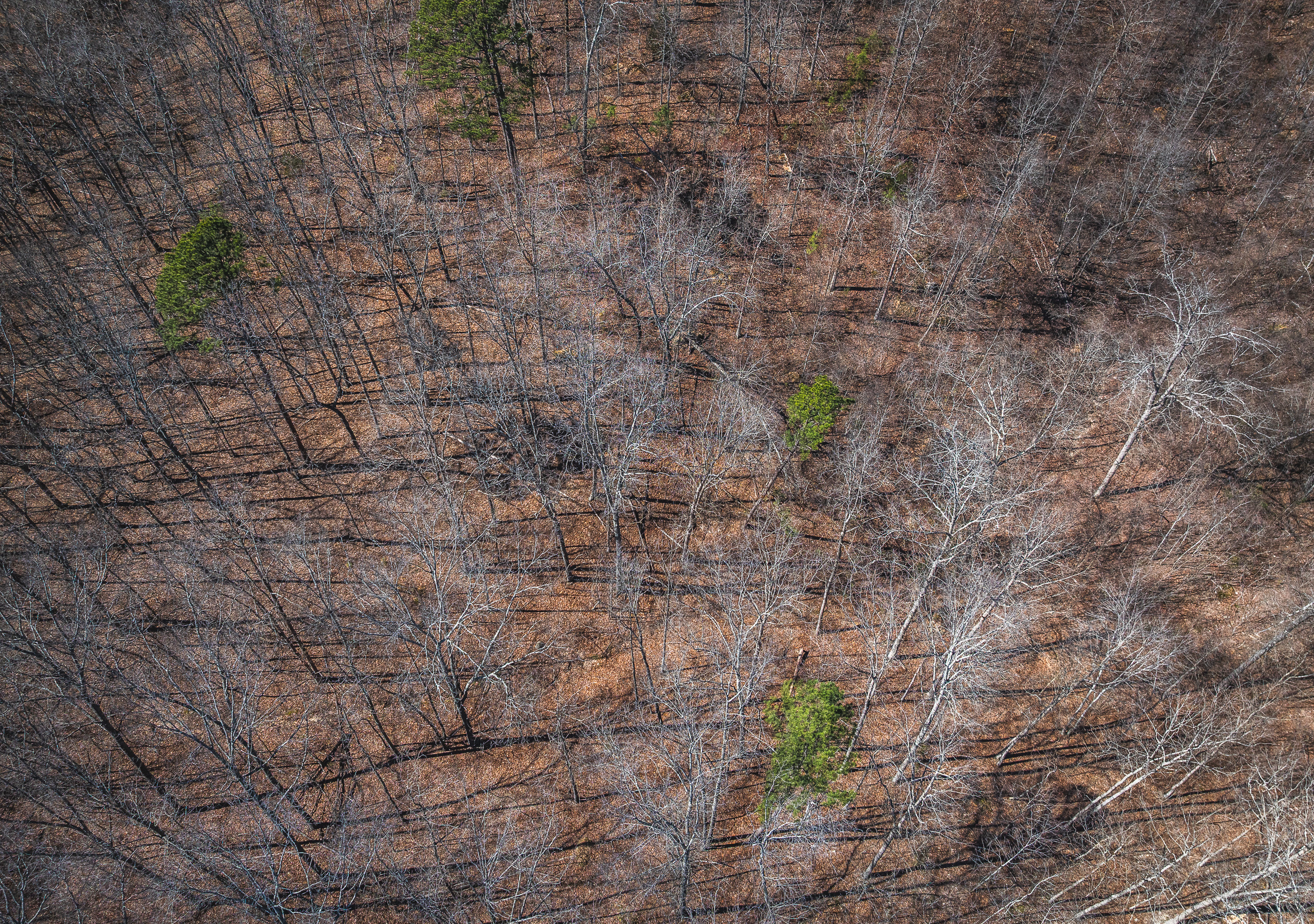 58 Acre Wildlife Retreat