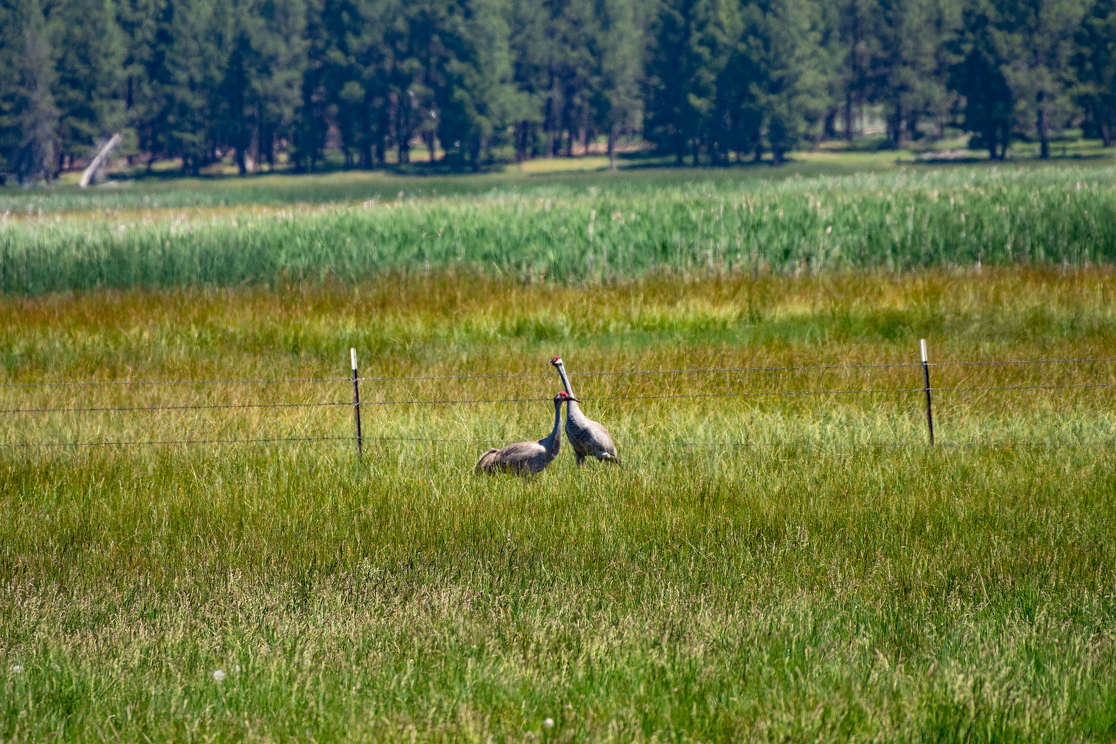 Klamath Marsh Retreat