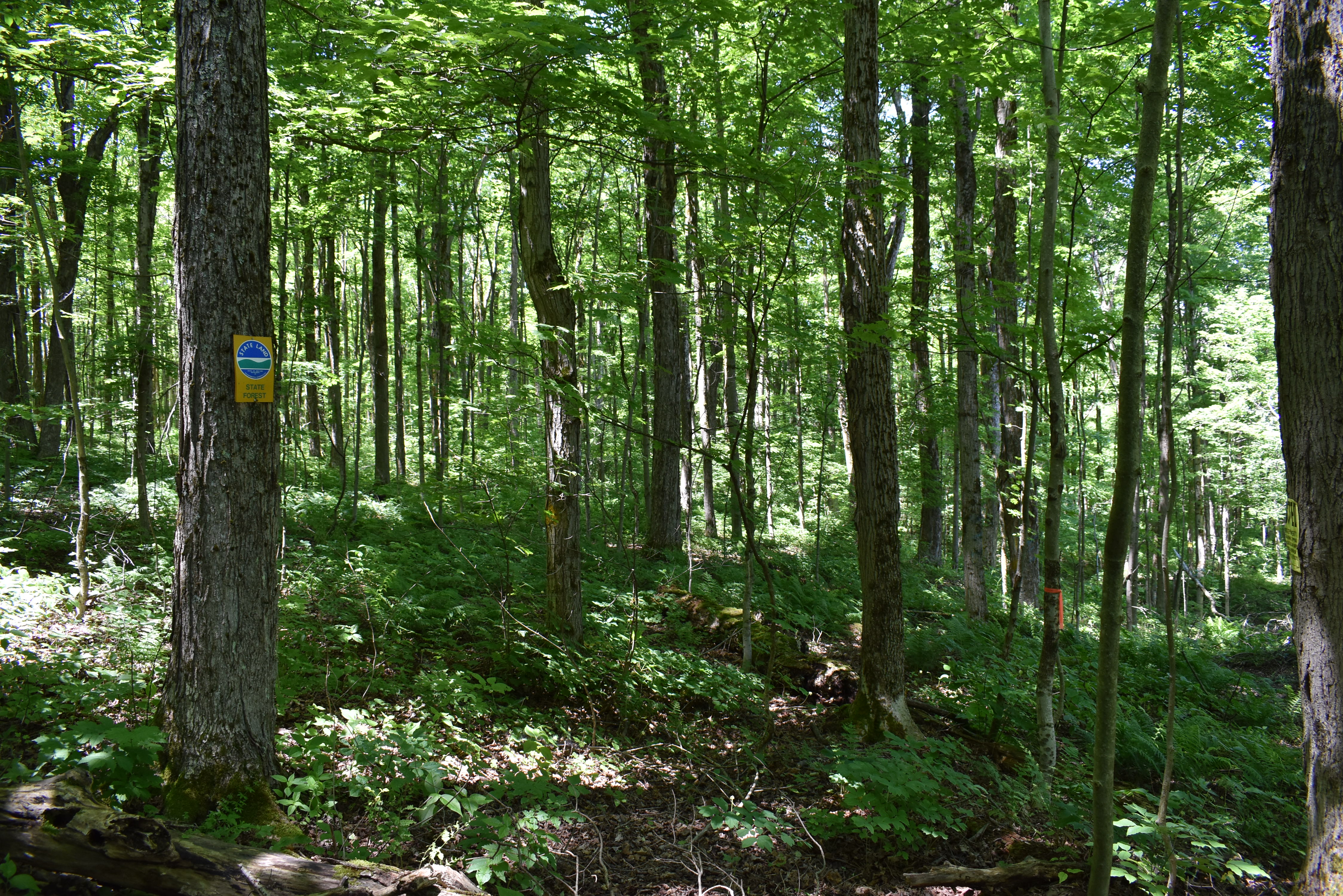 Fabulous Farrington Hollow