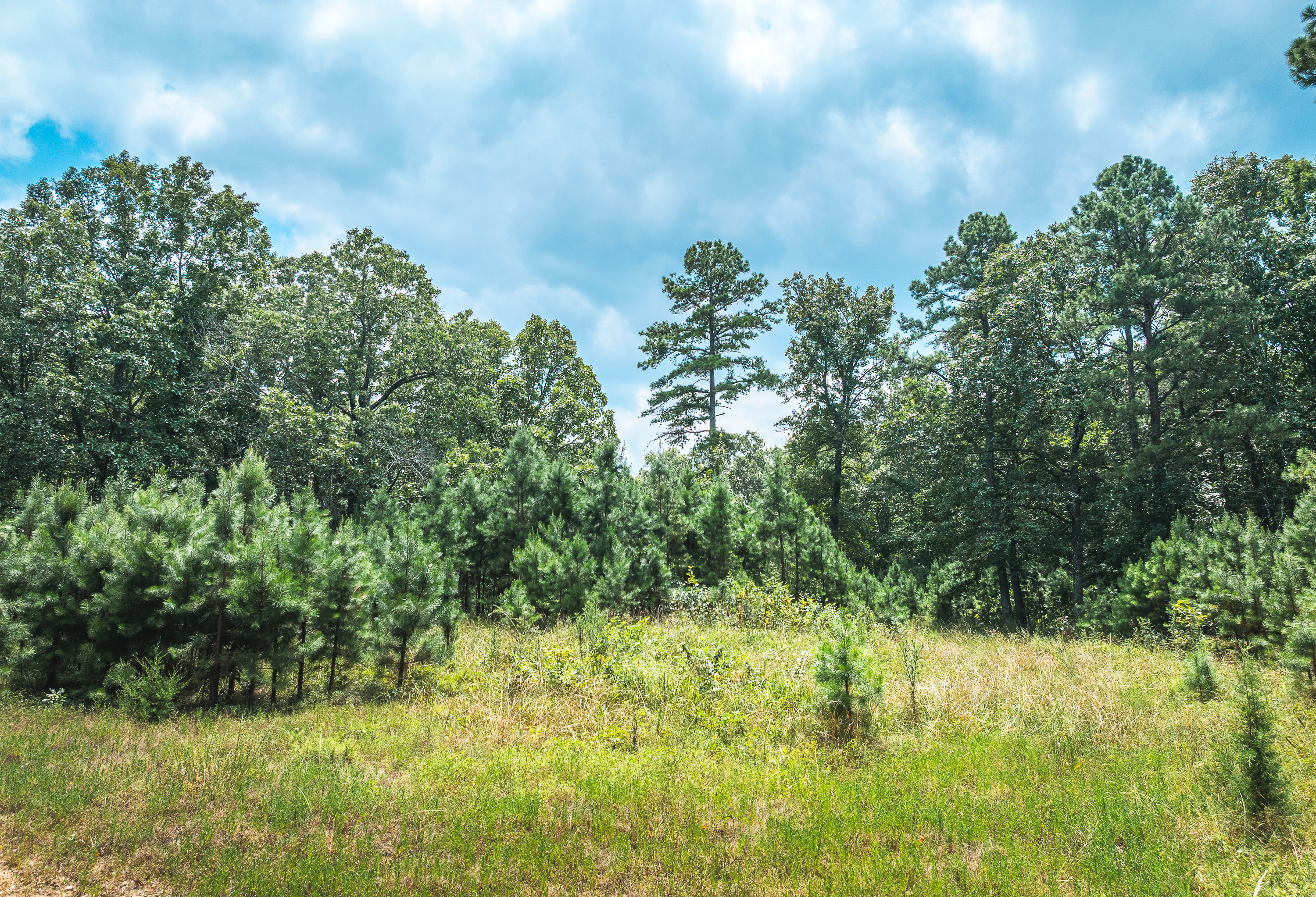 Black Bear Pines