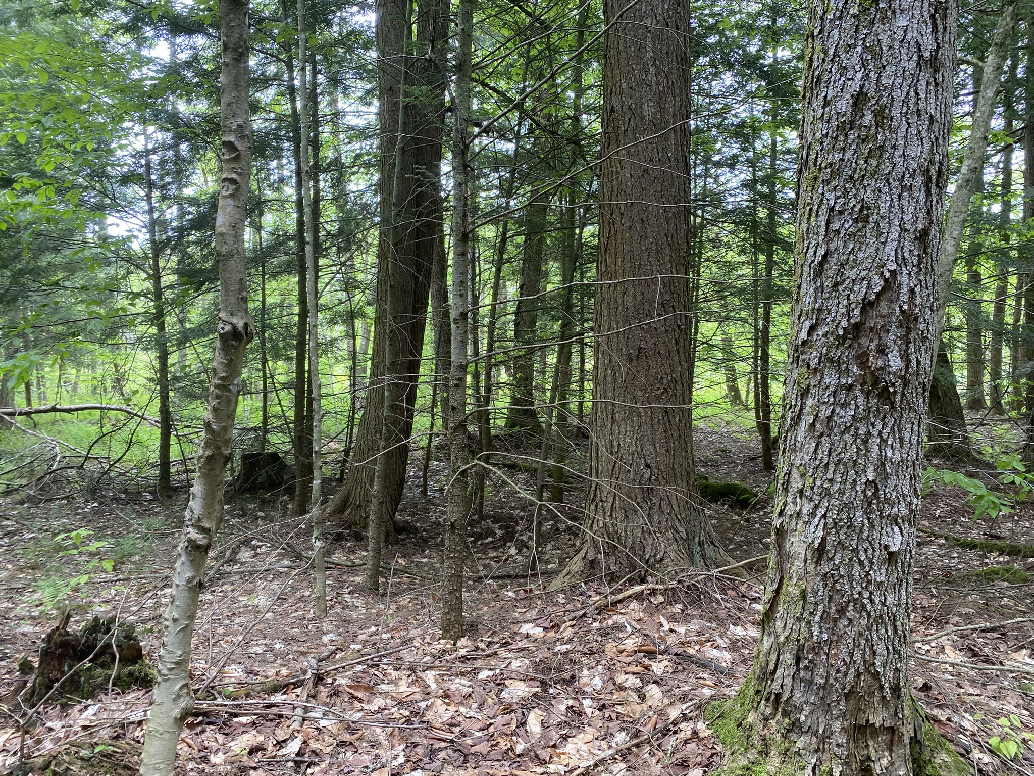 Little Salmon River Country