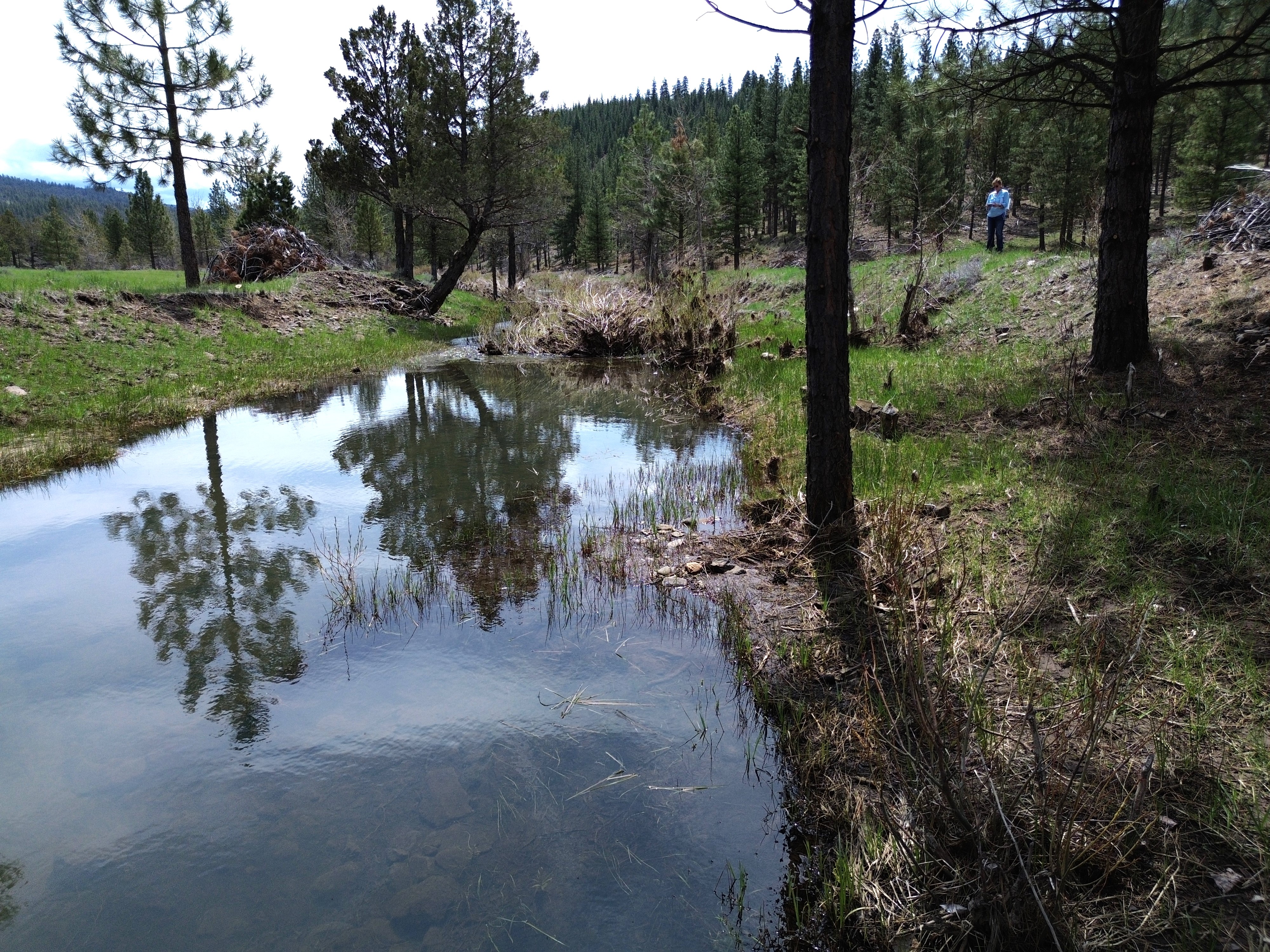 Johnson Creek Meadow