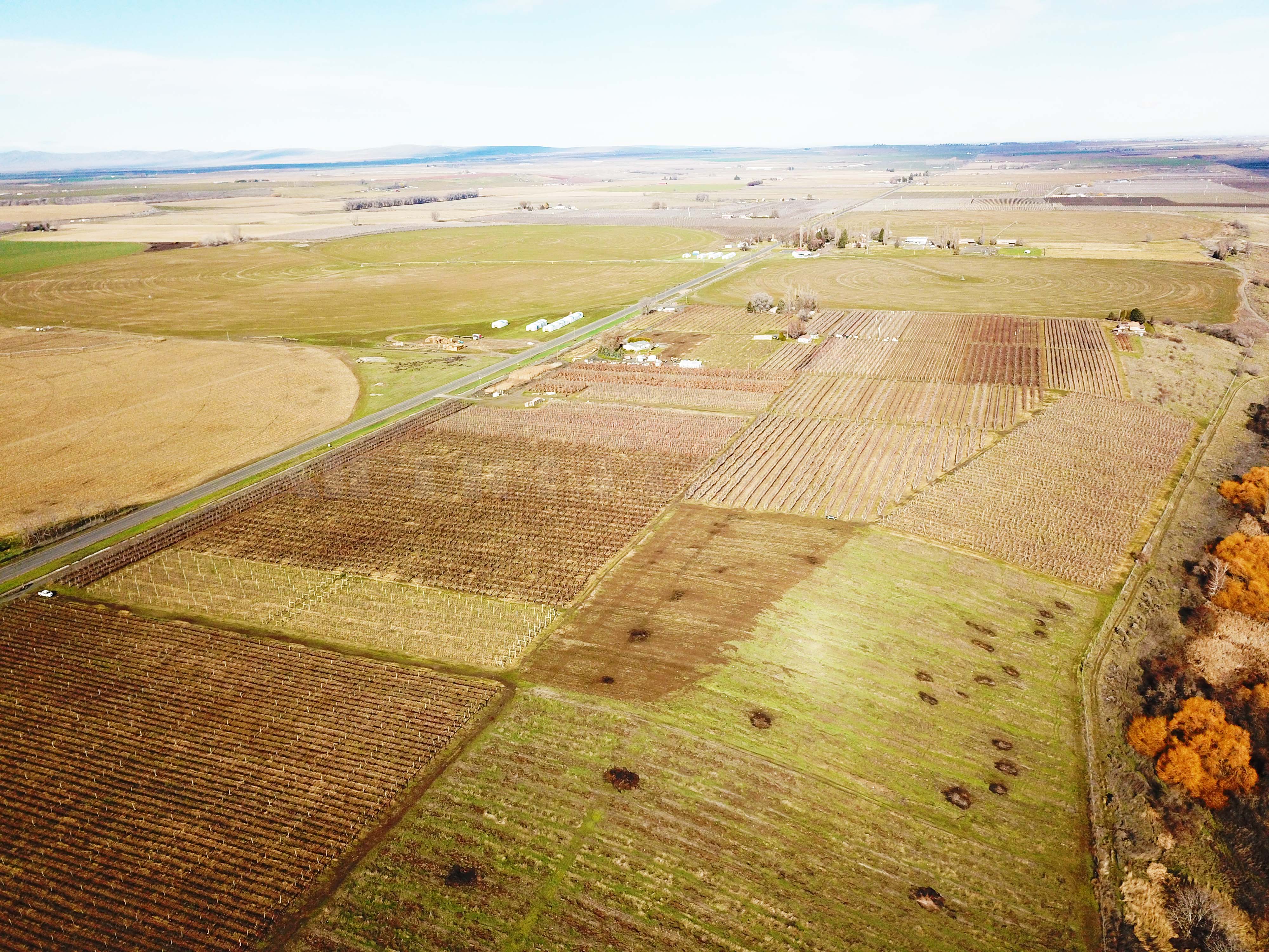 Best Price in County for Productive Orchard