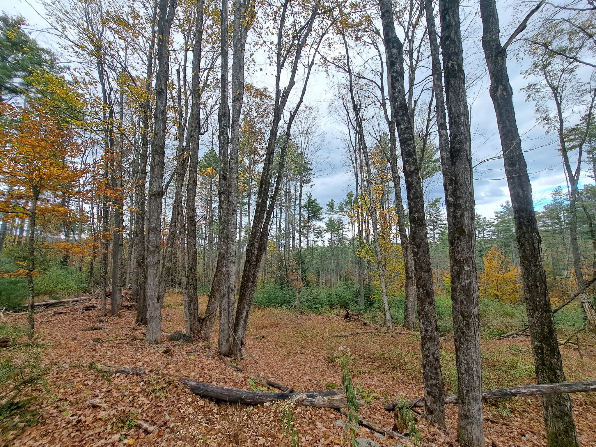 Hudson River Woods & Water