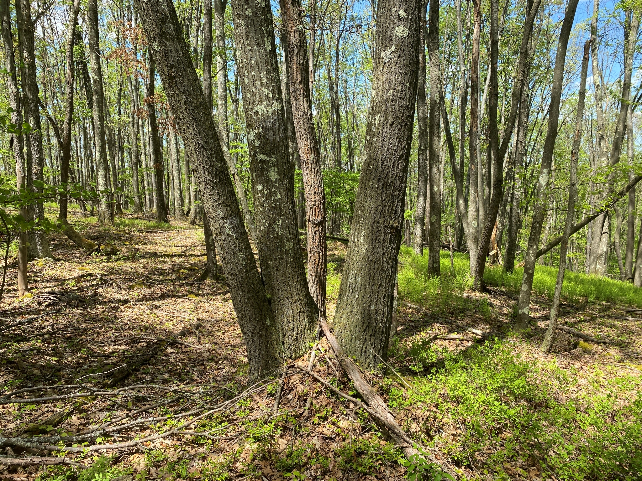 Listing Image 47