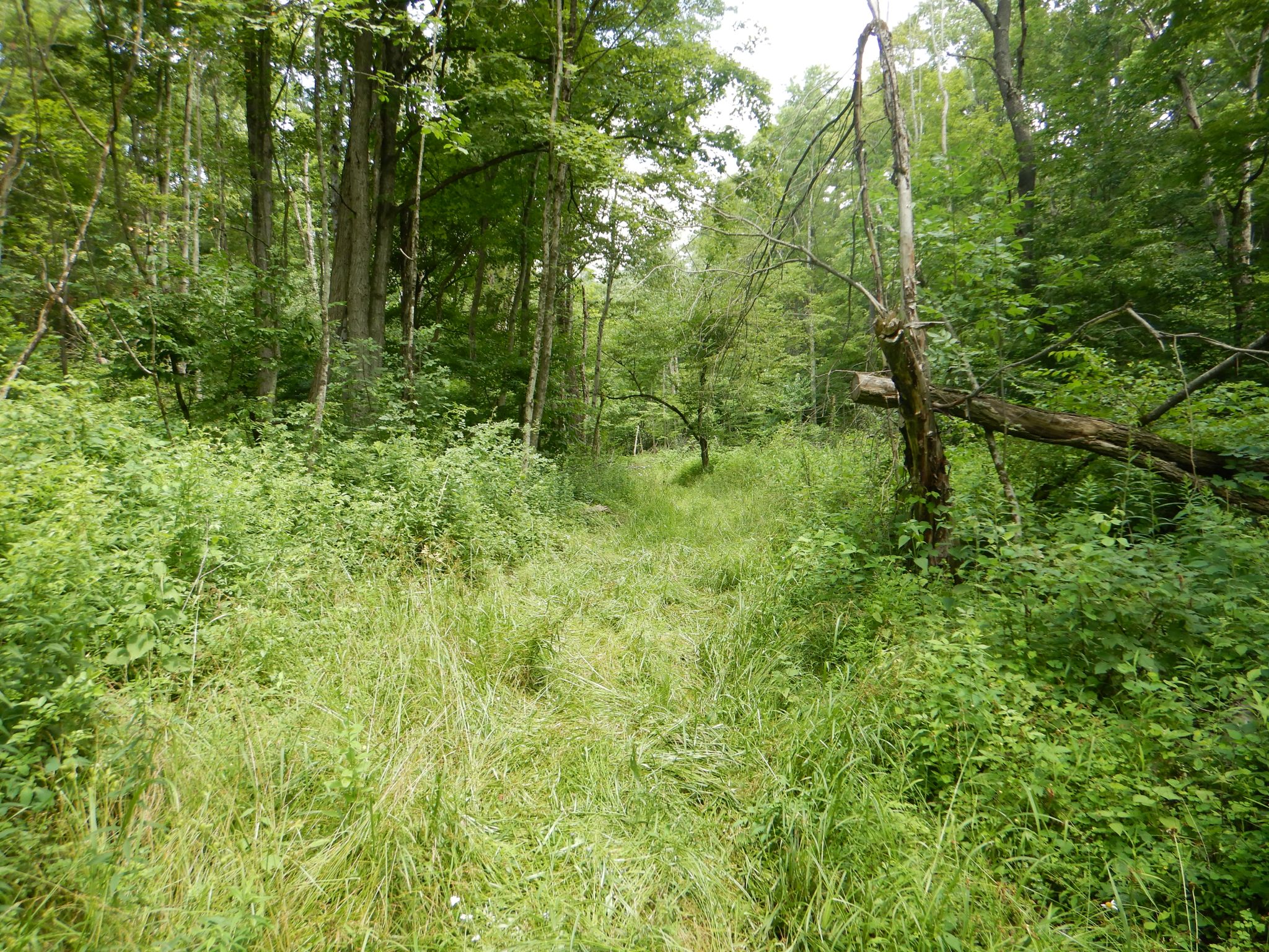 Chaffee Creek