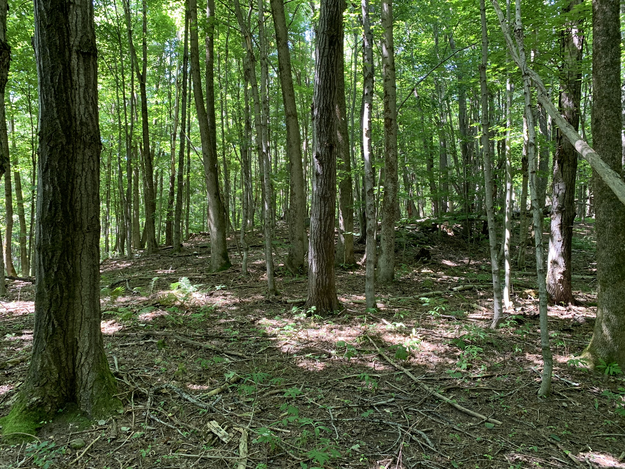Lyman Brook Forest