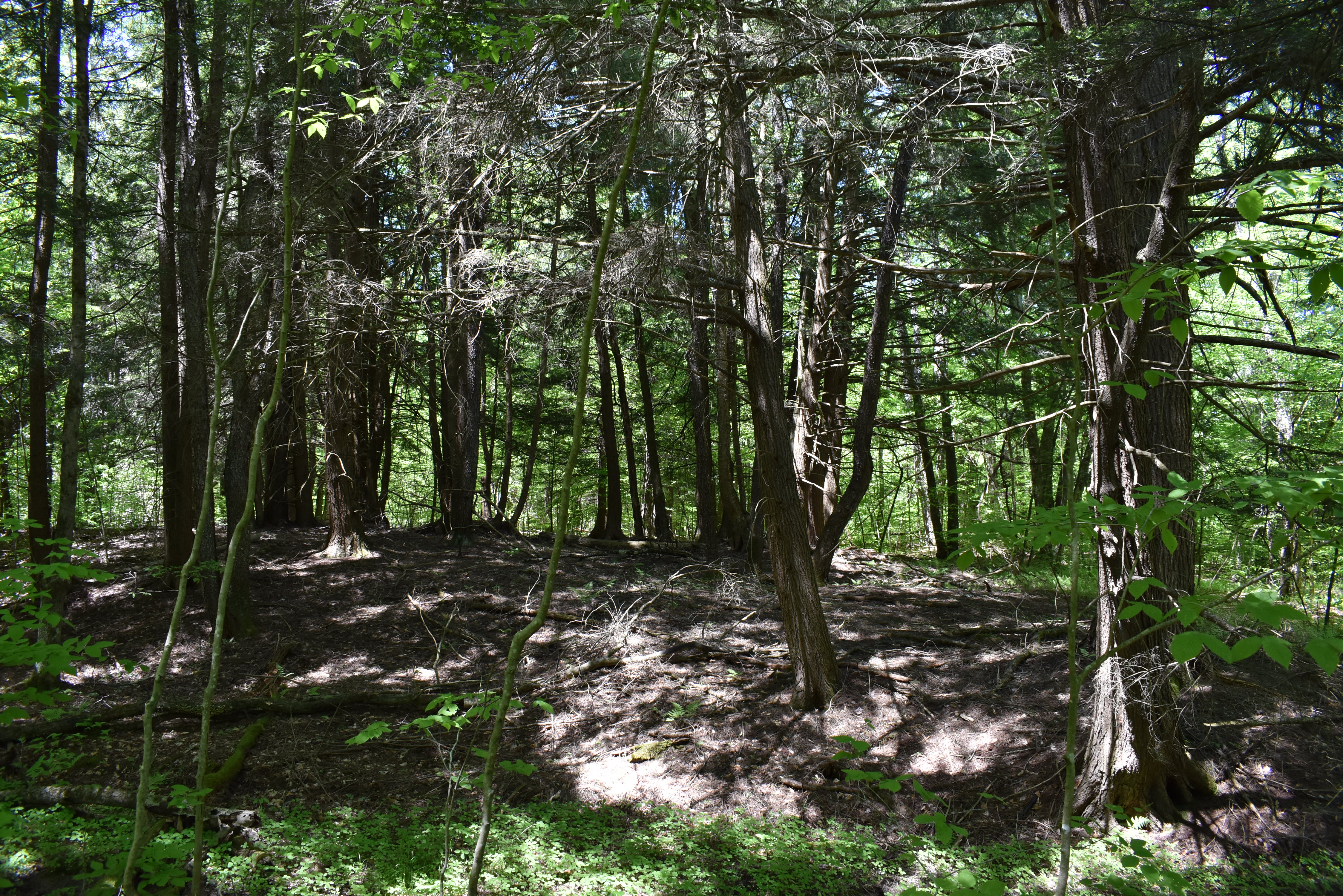 Listing Image 45