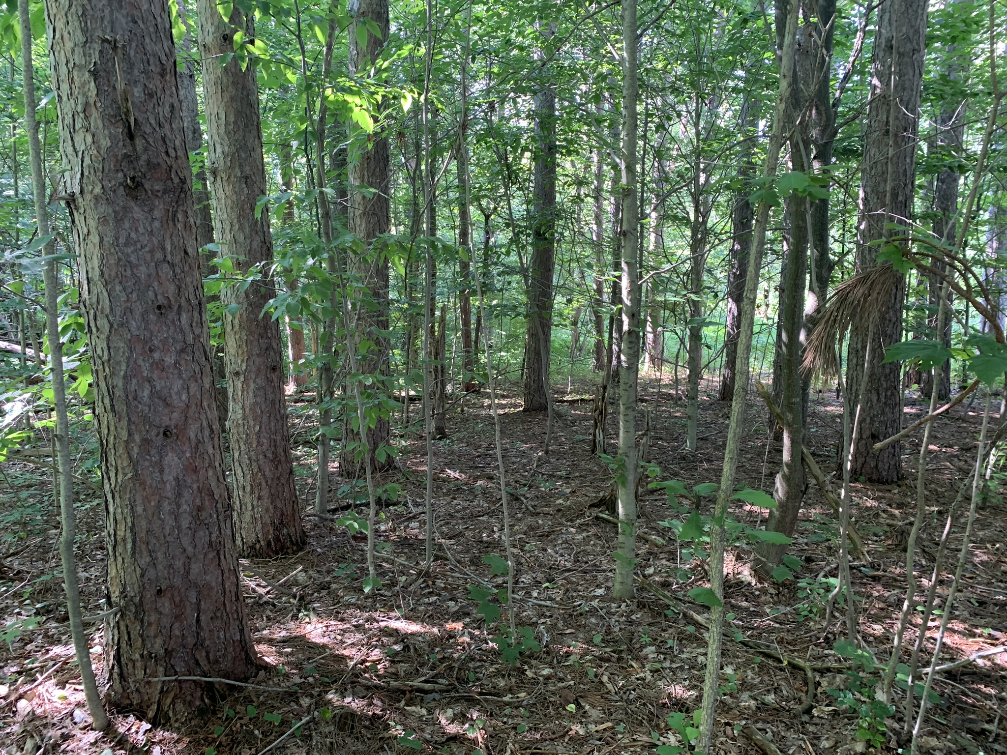 Middle Branch of the Oswegatchie
