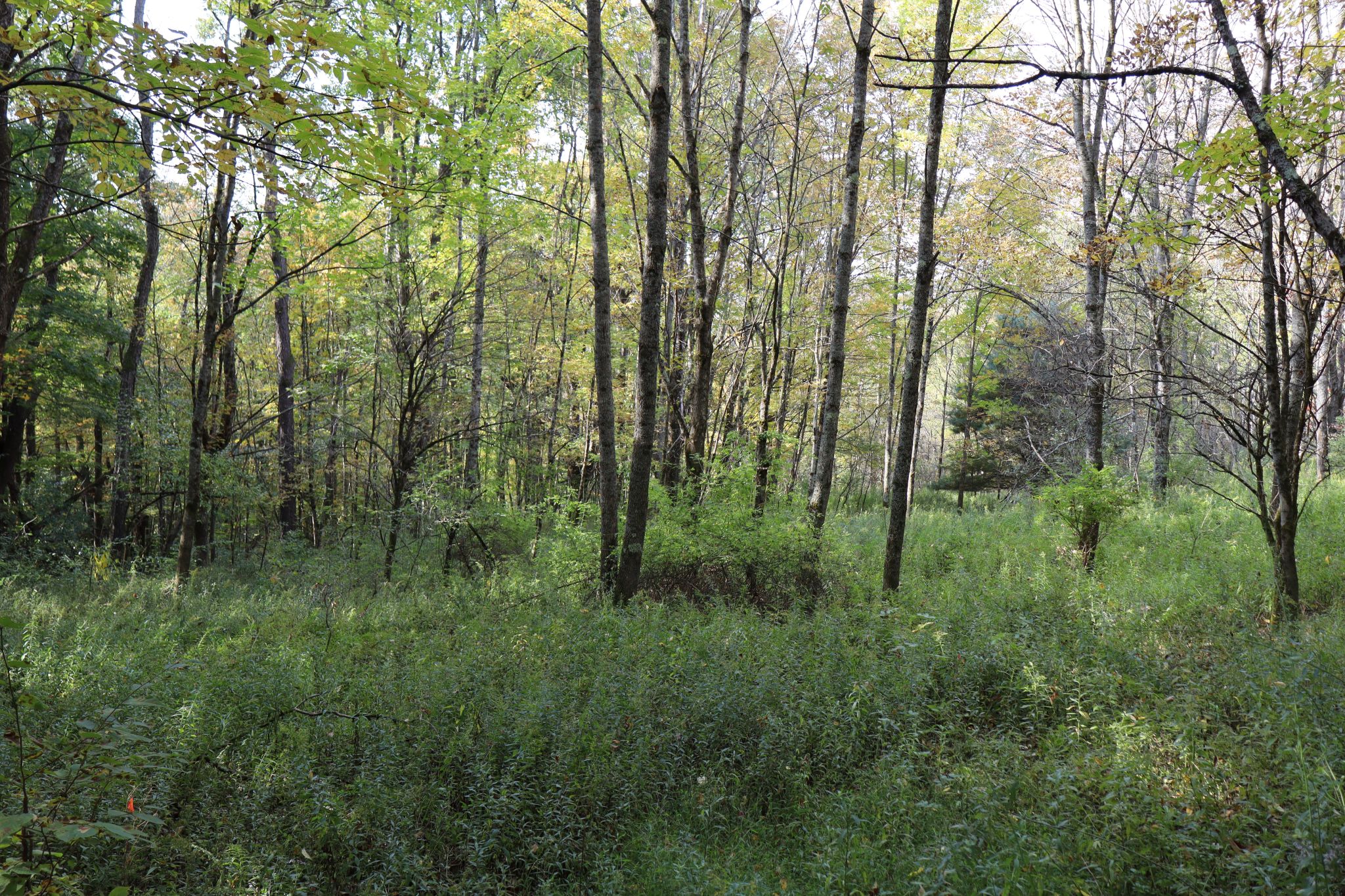 Listing Image 8