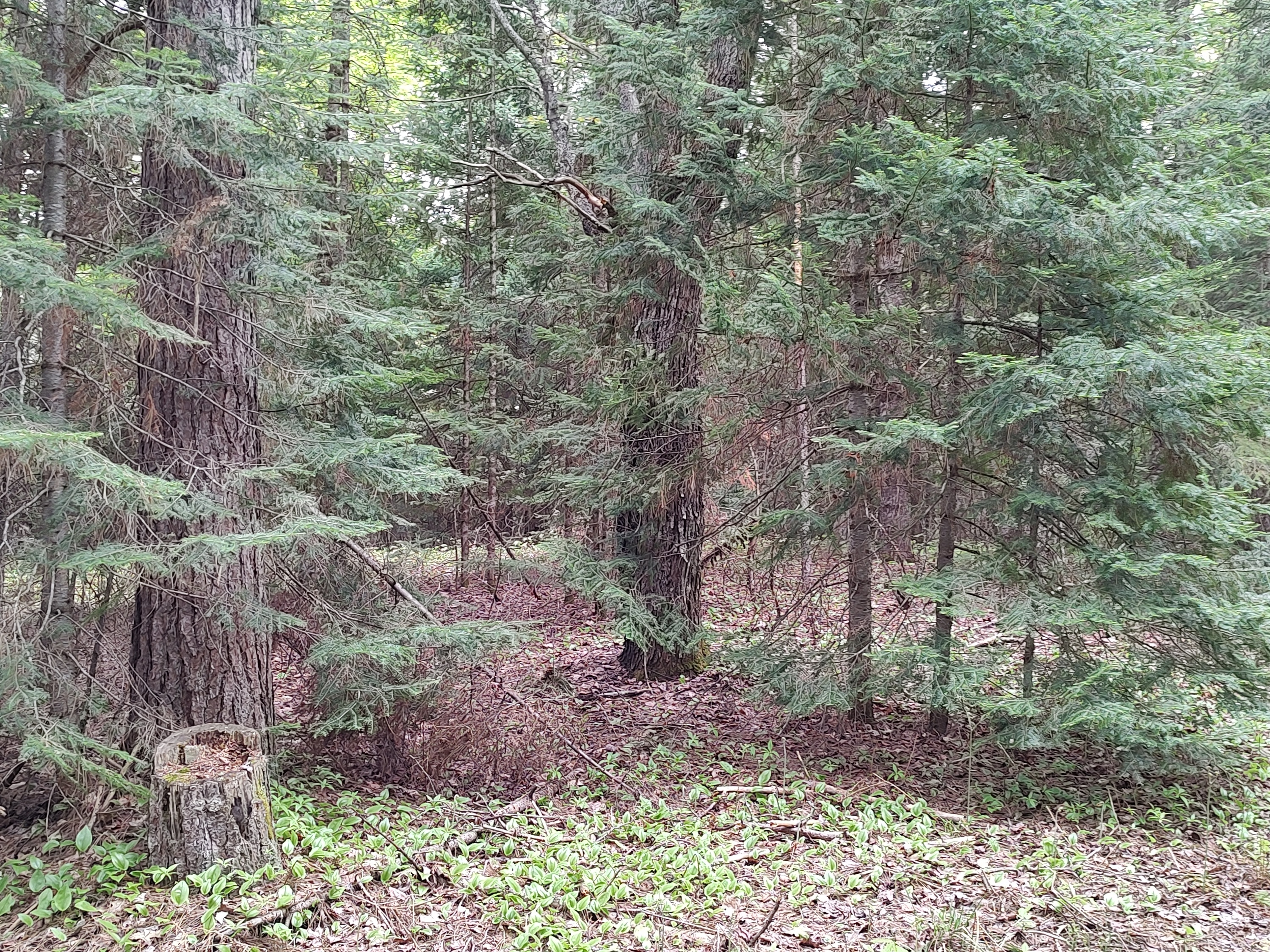 U.P. Robinson Lake Parcel 50167828