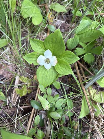 Pure Seclusion River Frontage 50181073