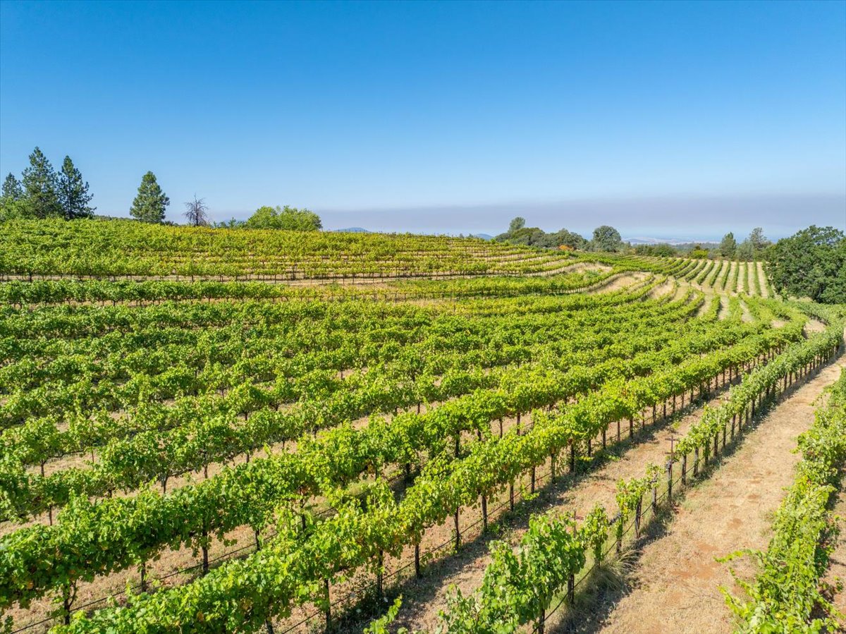 Alger Vineyards and More