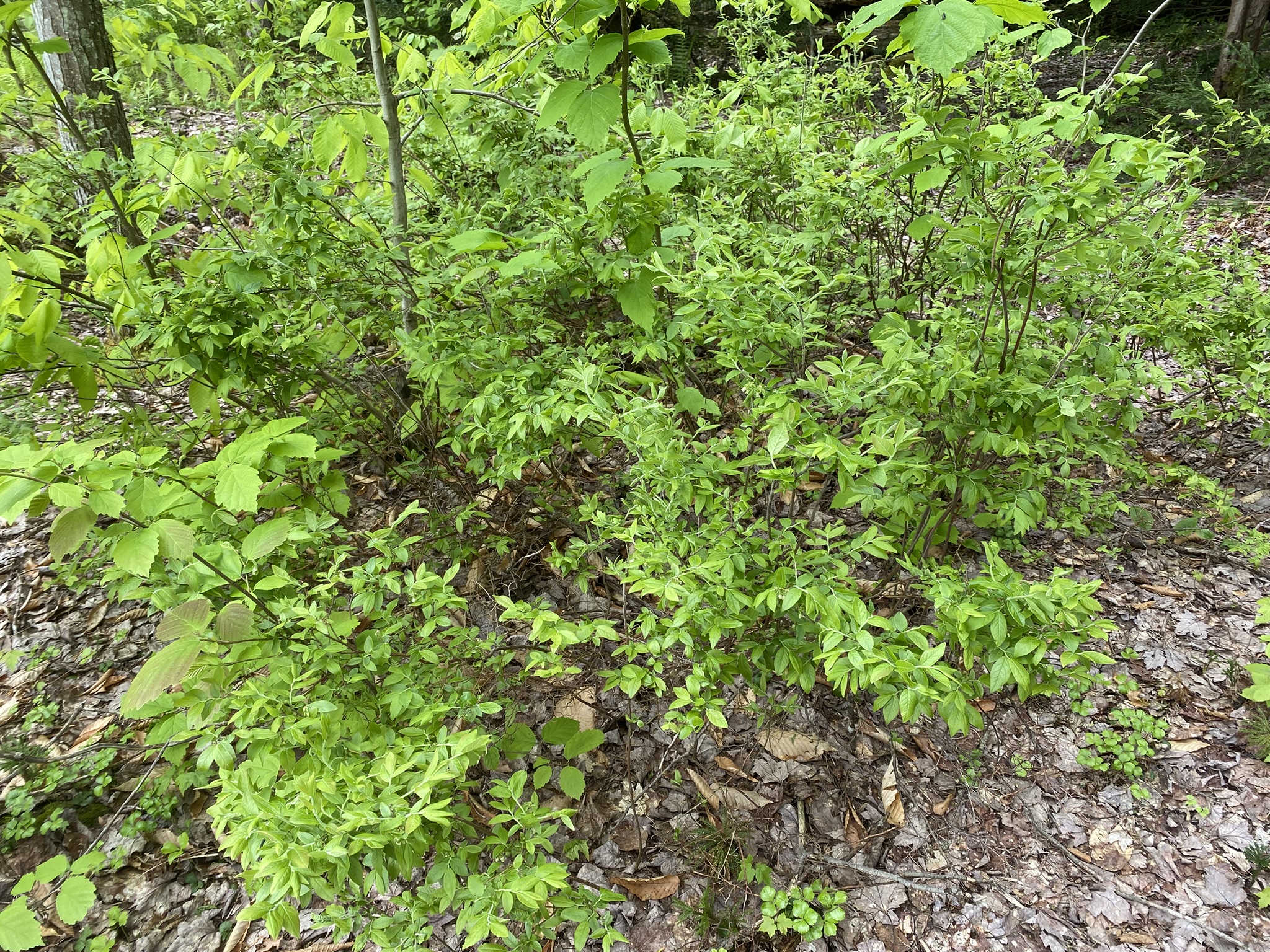 Little Salmon River Country