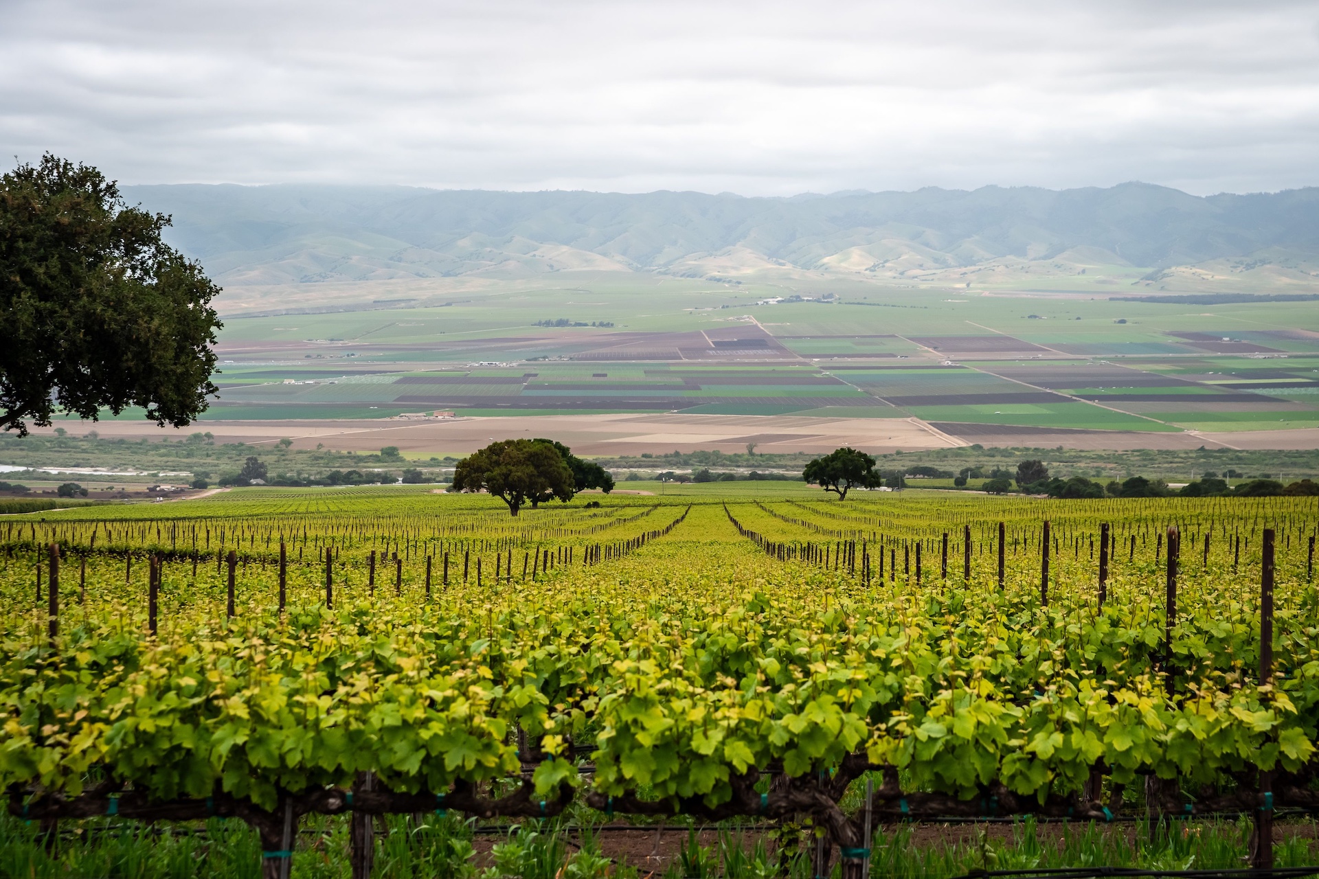 Boekenoogen Santa Lucia Highlands Vineyard