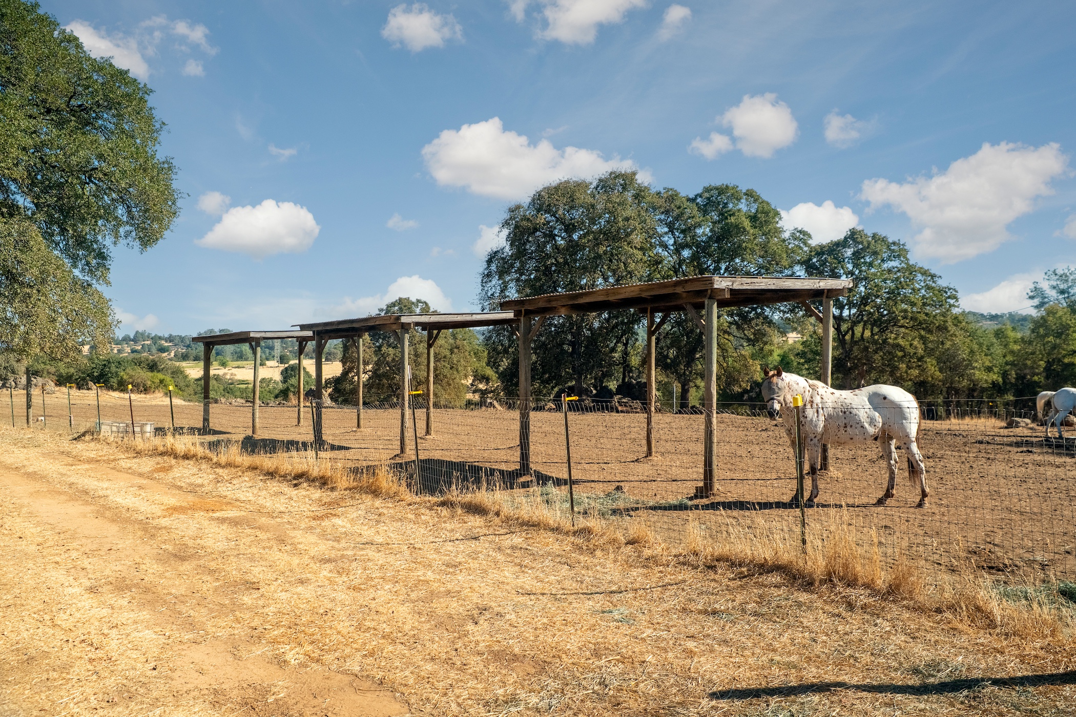 Blue Fountain Farm