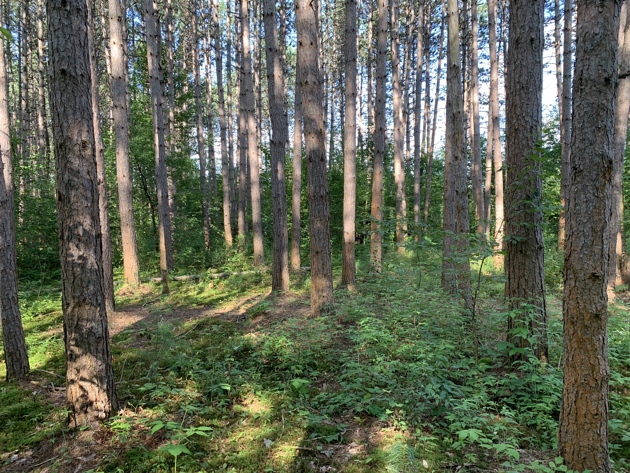 Middle Branch of the Oswegatchie