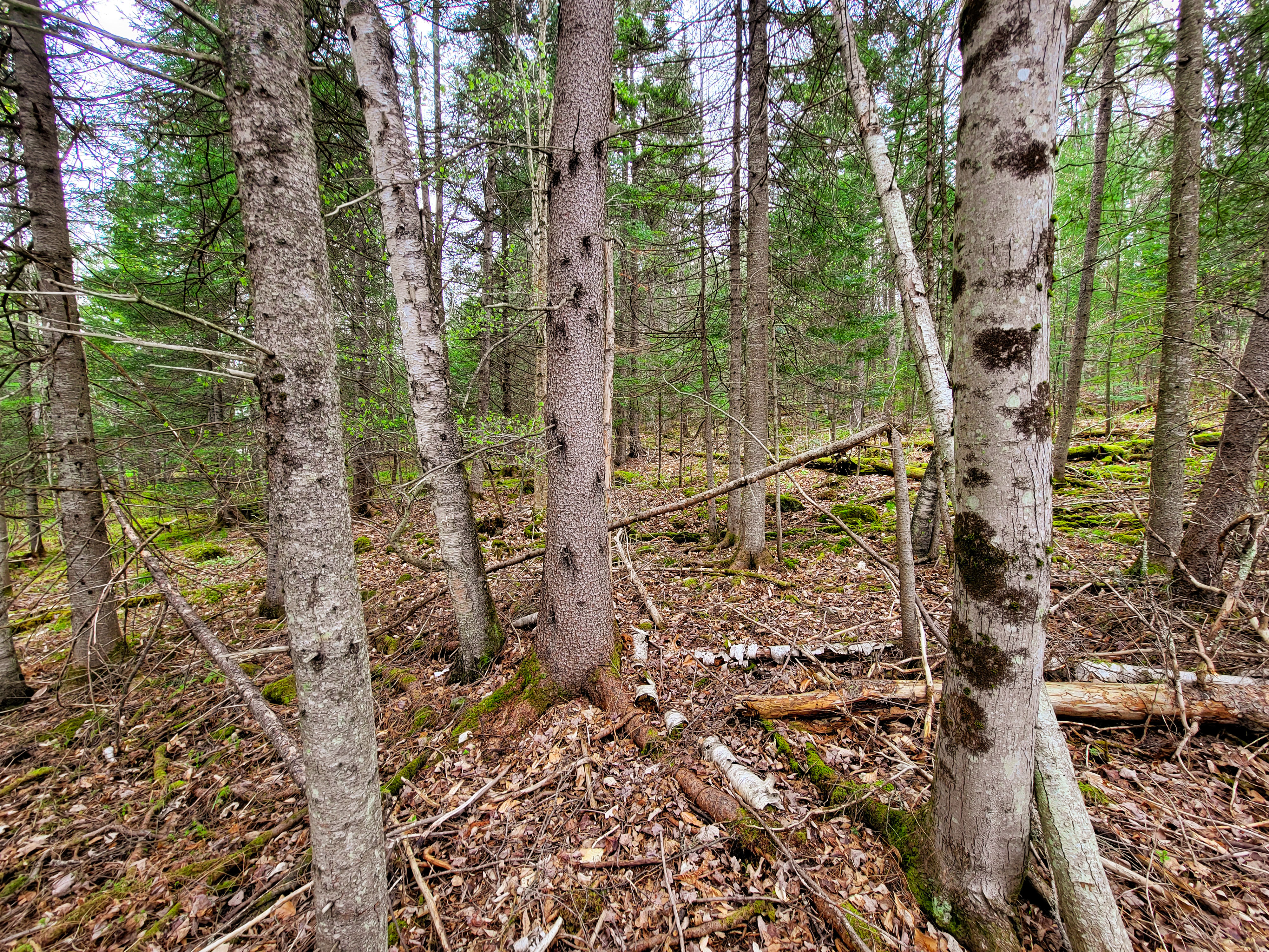 855 Campbell Rd - Waterford