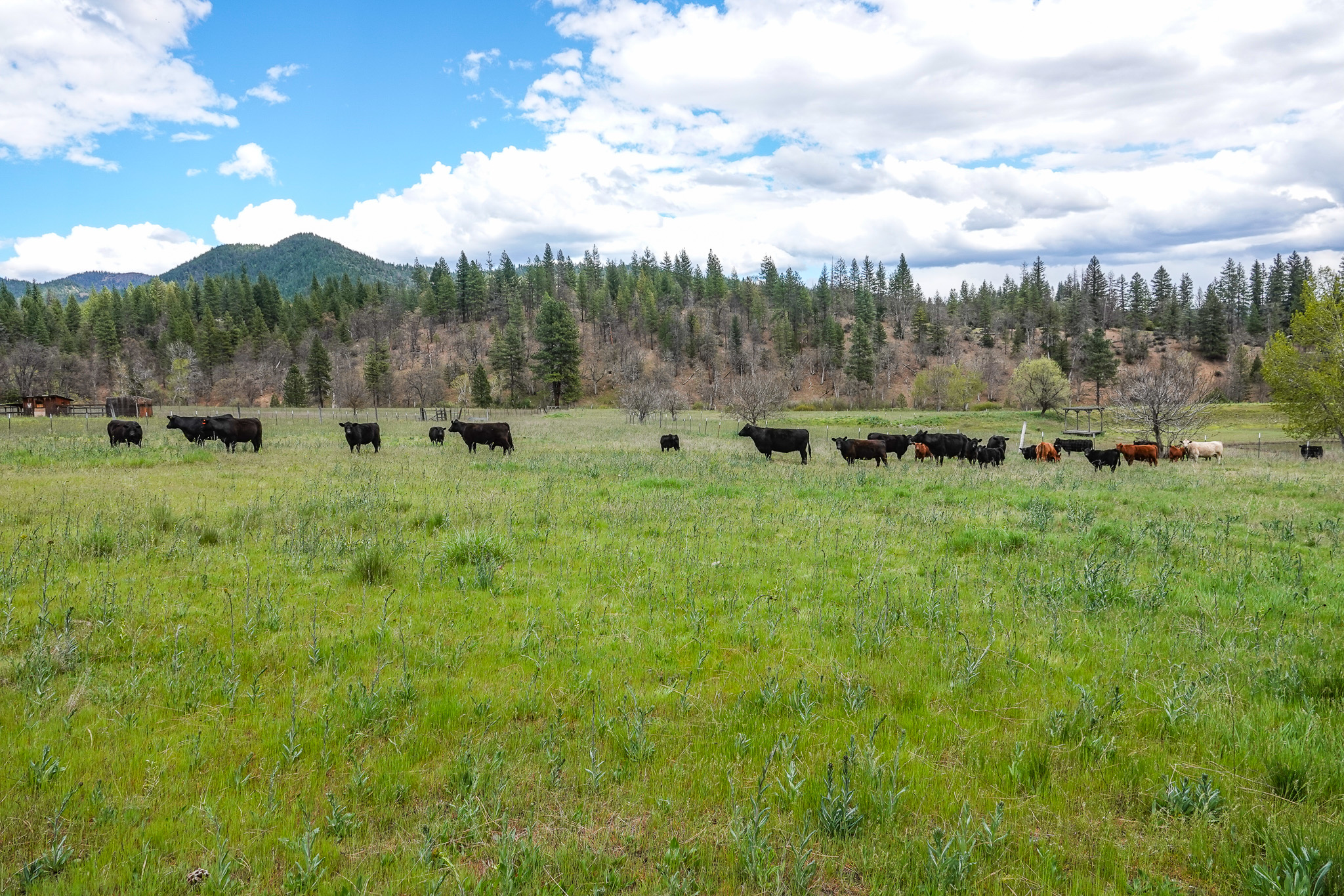 Triple D Ranch