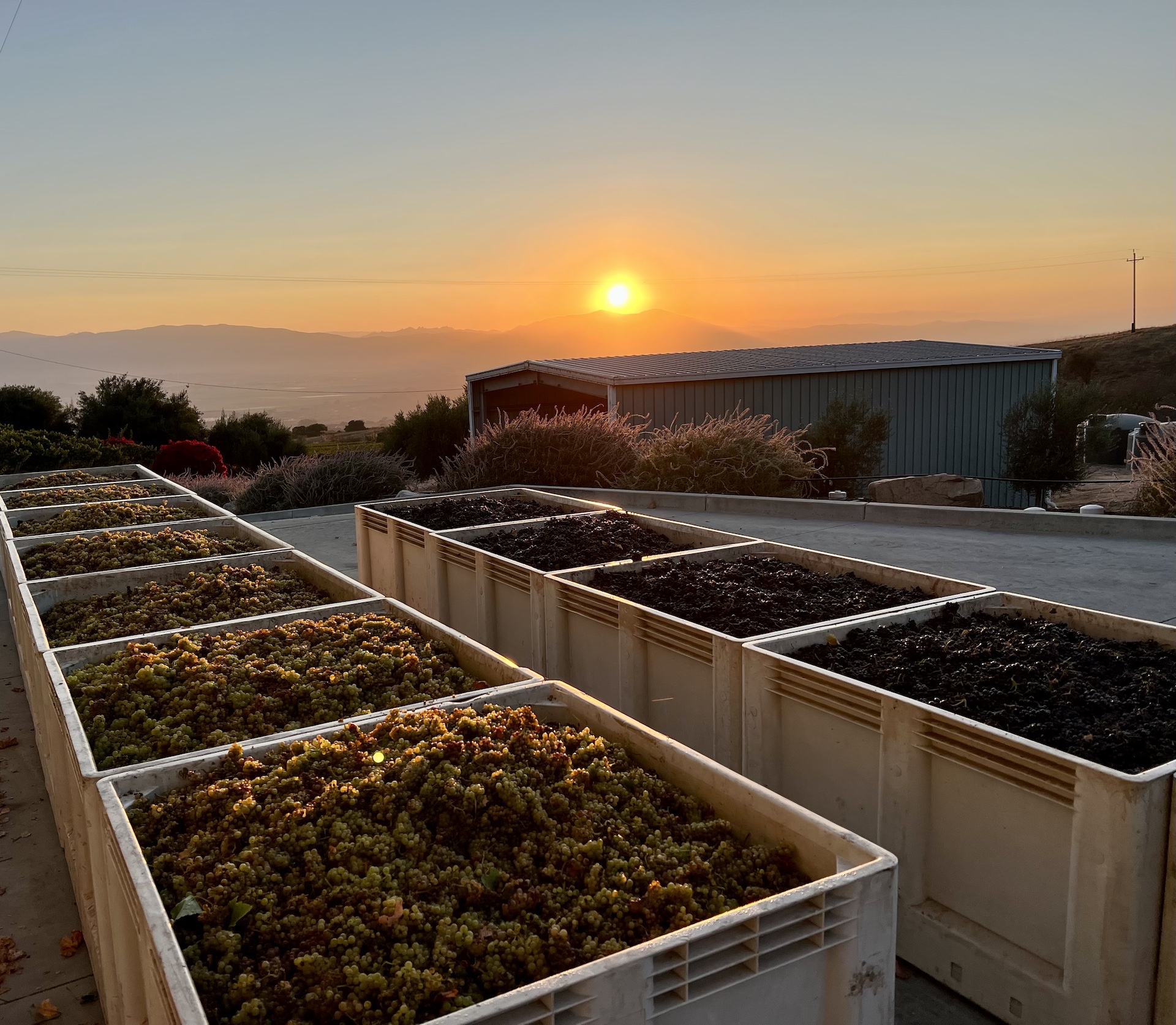 Boekenoogen Santa Lucia Highlands Vineyard