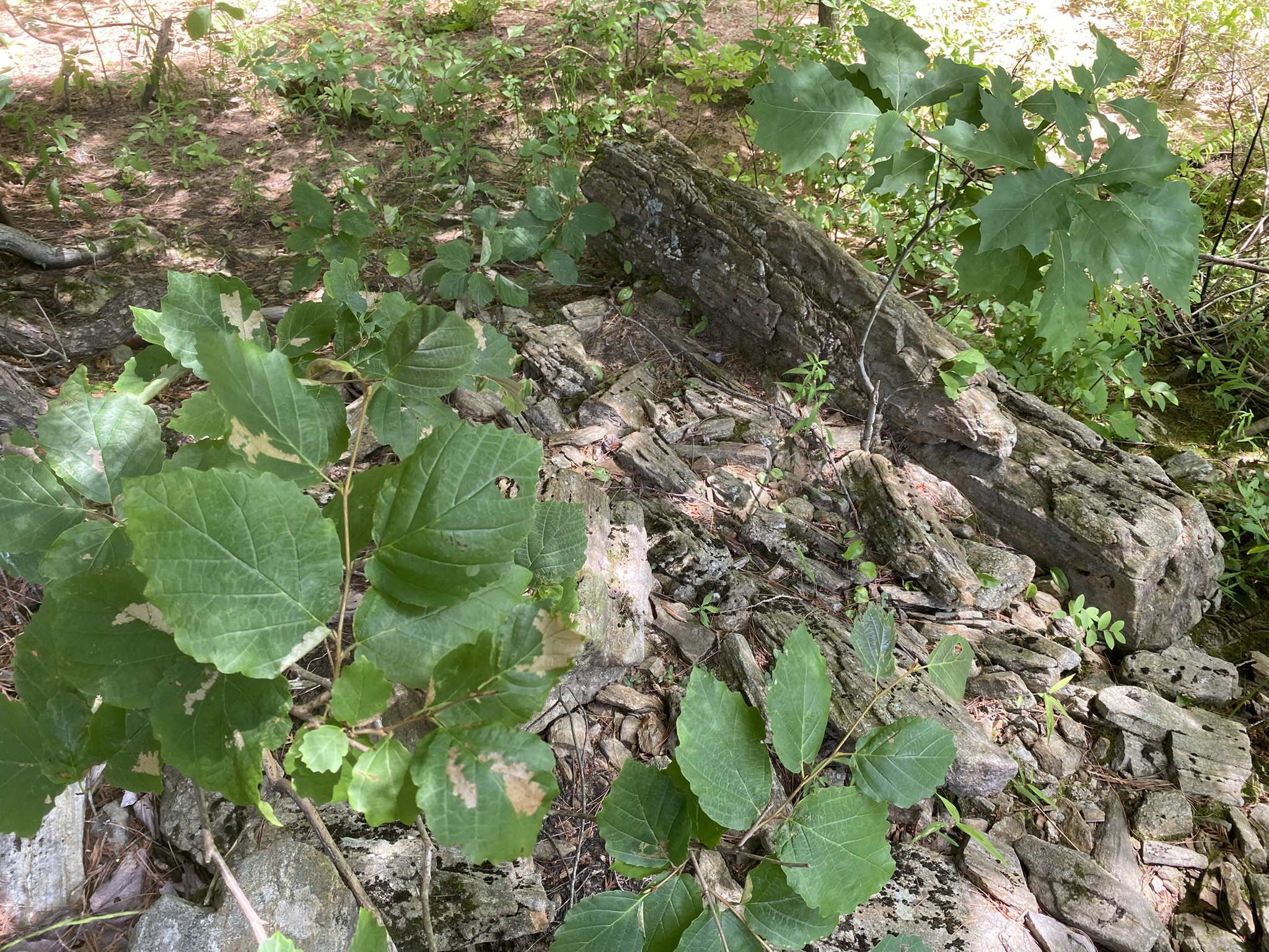 Listing Image 71
