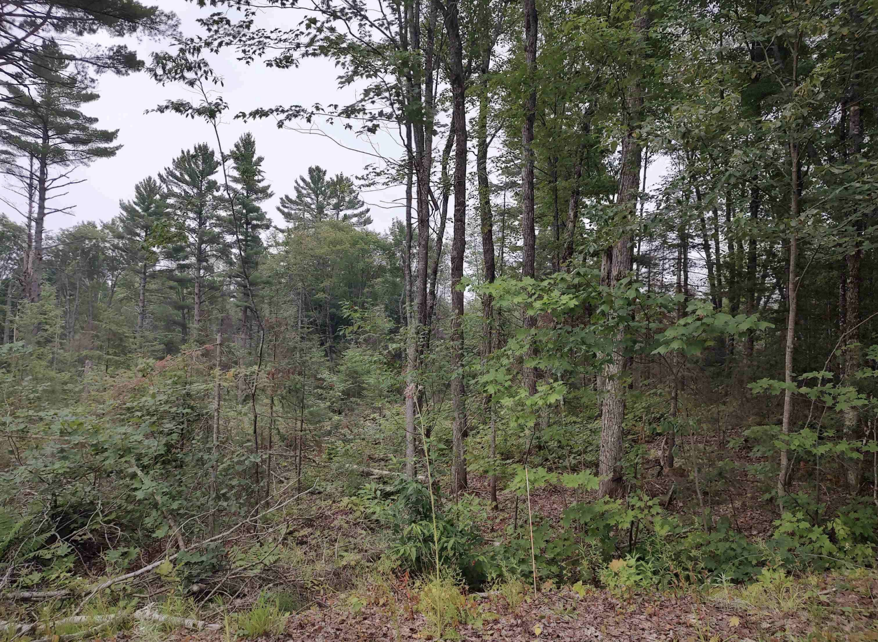 Baraga Wilderness Retreat 50185589