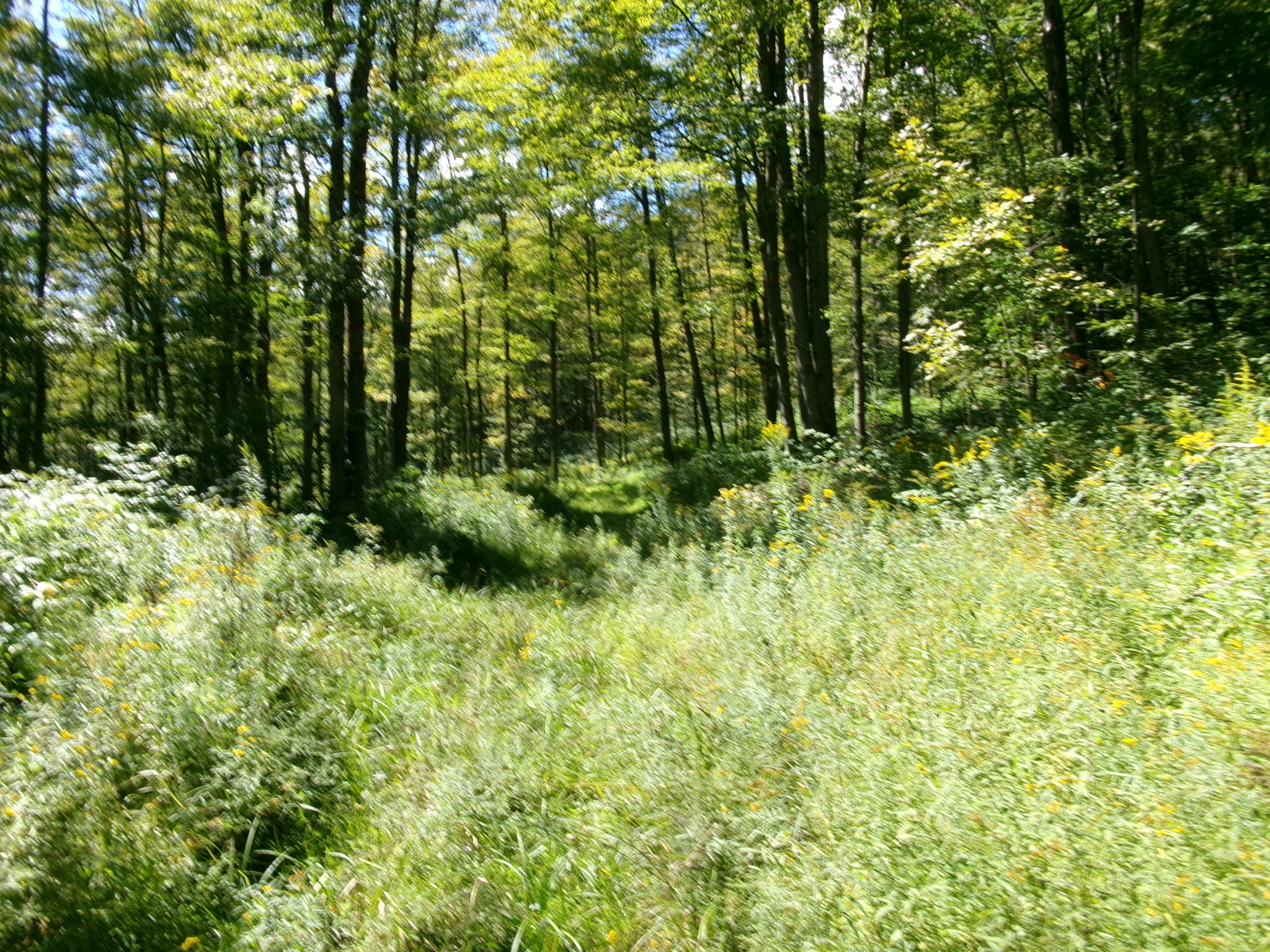 Listing Image 55